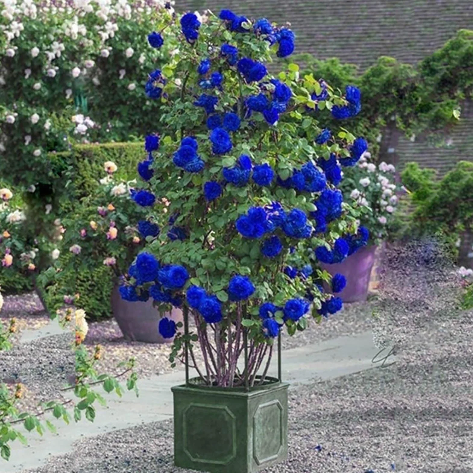 Graines de rose sauvage 300pcs Bonsaï Jardin Multiflora rosiers grimpants