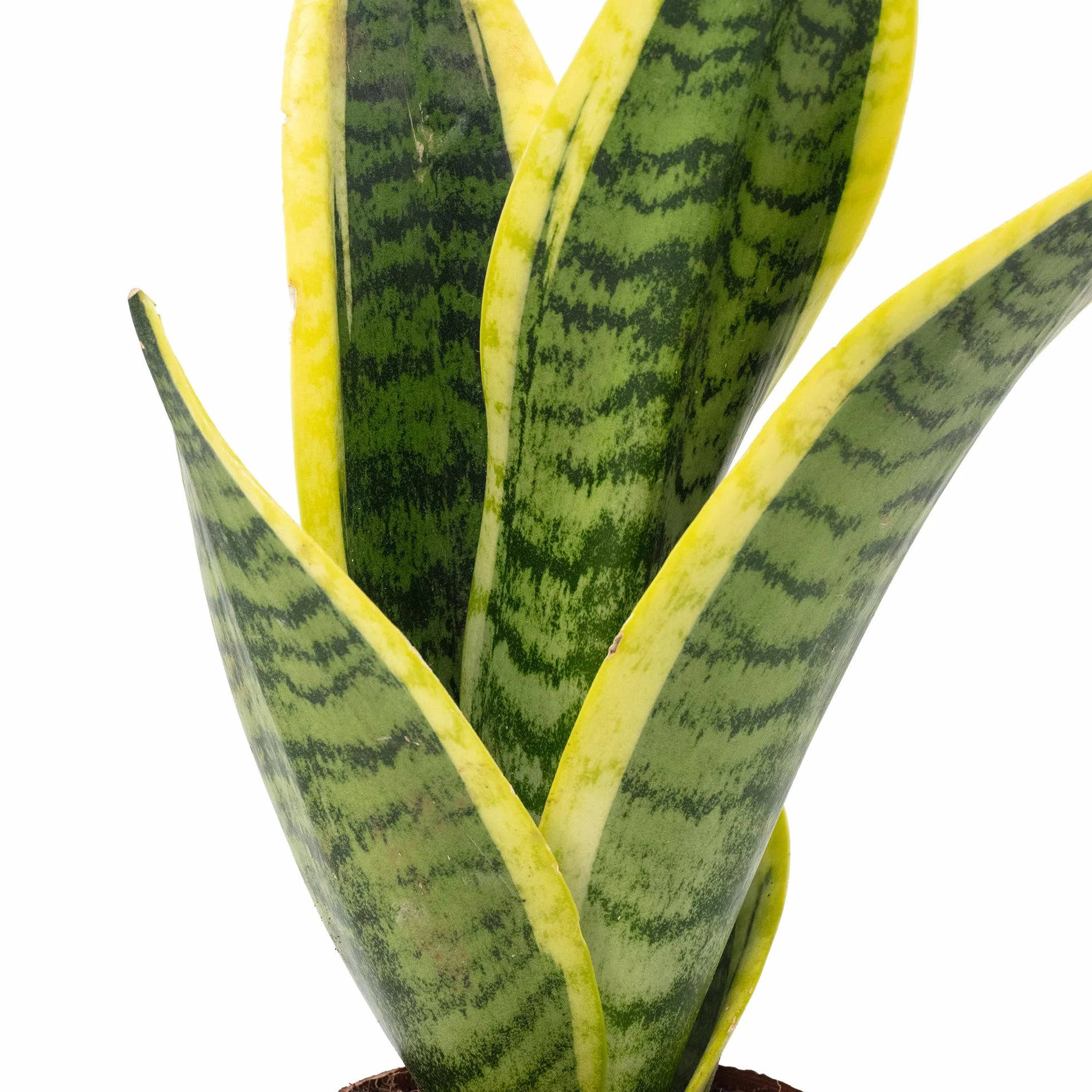 Sansevière Sansevieria trifasciata 'Superba' plante d'intérieur 30 cm pot Ø 9 cm