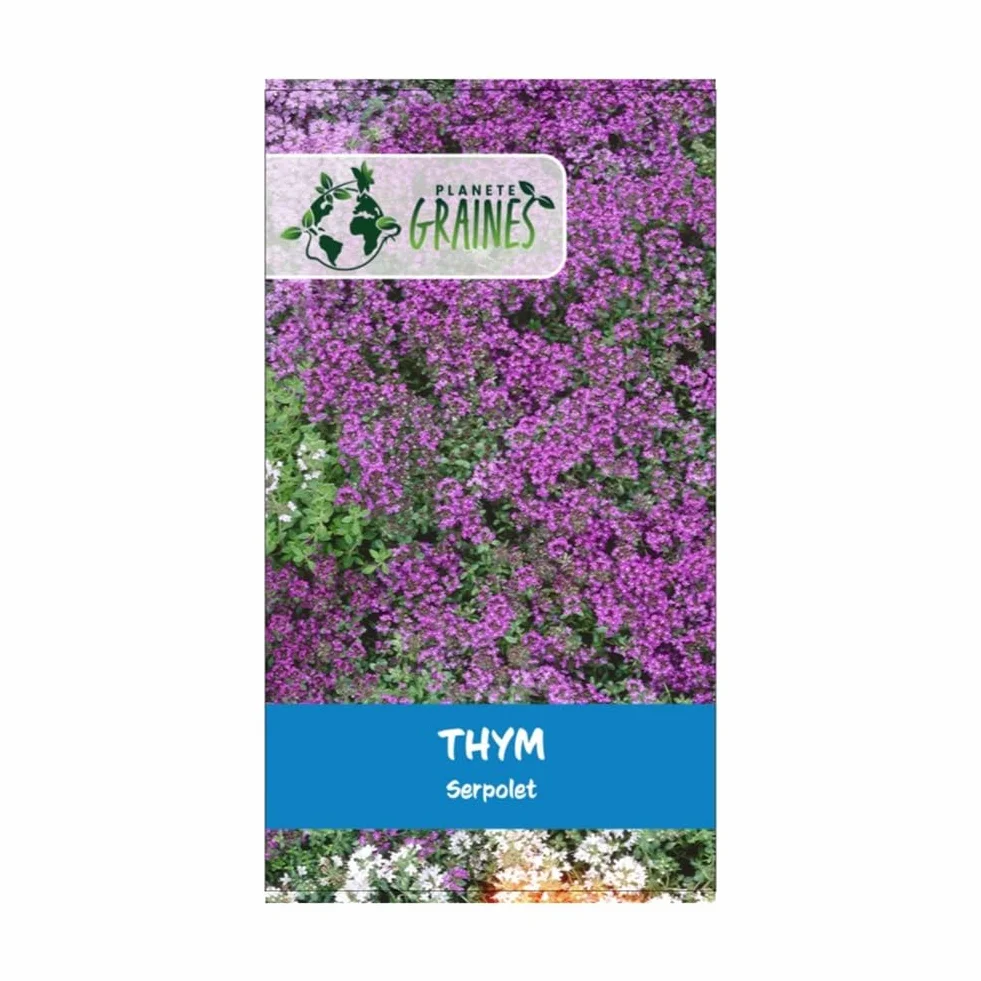 Thym rampant serpolet - Graines de fleurs rampantes vivace Couvre-sol