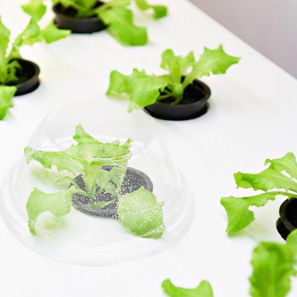 Tofficu 100 Pièces Couvercles de Culture Hydroponique Transparents en Plastique Dôme de Croissance Maintien D’humidité Jardinage Semis Intérieur