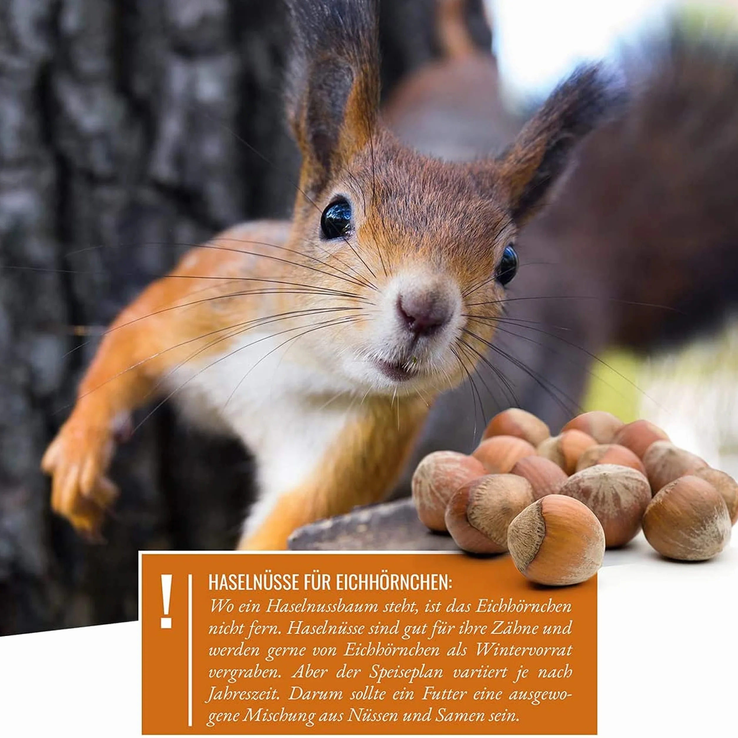 Mélange pour Écureuils et Tamias 2 kg - Aliments de Première Qualité avec Poudre d'Amande et Graines d'Arachides