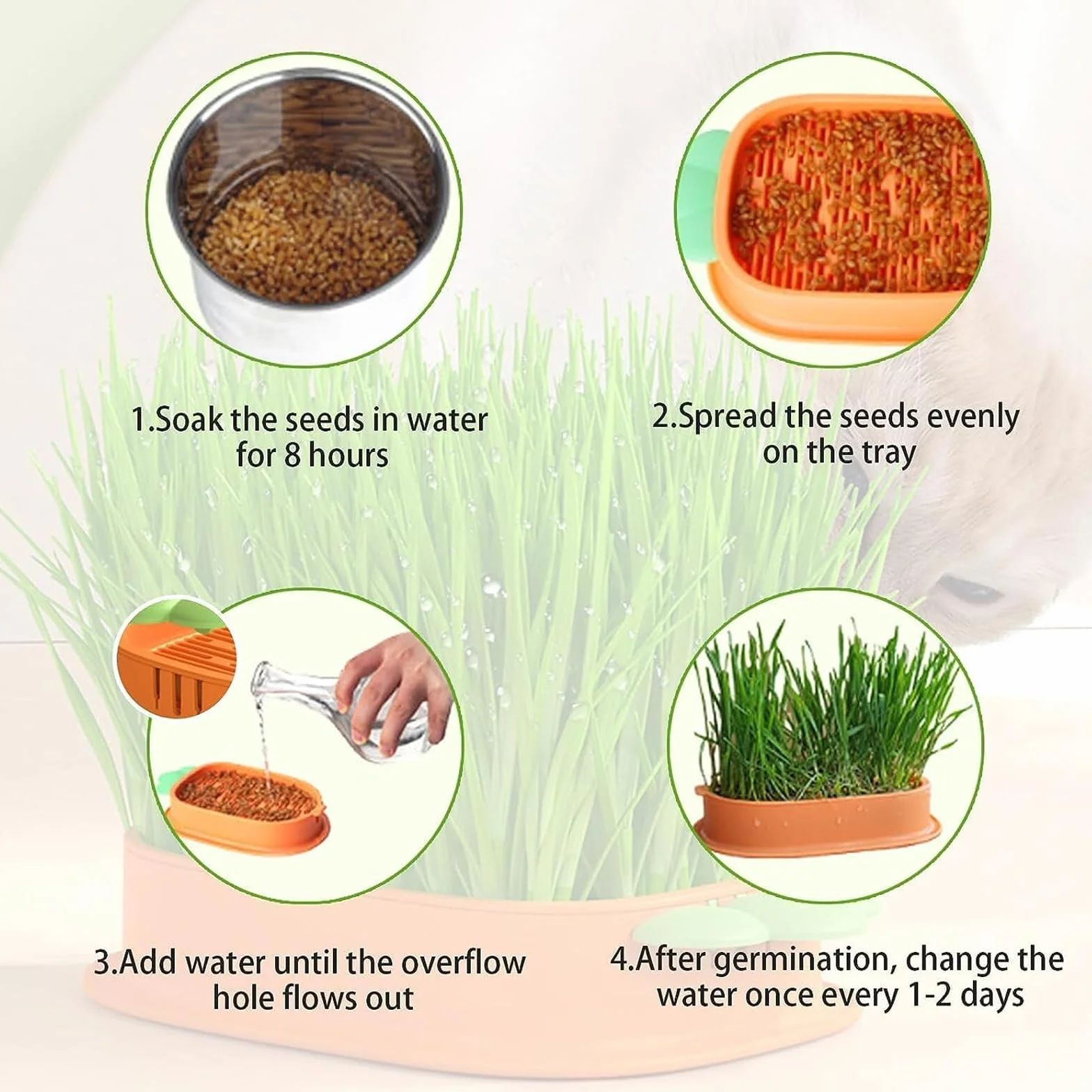 Kit de Culture d'Herbe à Chat Hydroponique Sans Sol avec Graines