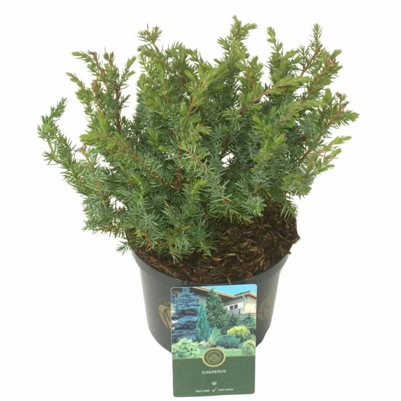 Schlager Juniperus conferta Genévrier des sables pot 2,5 L hauteur 25/35 cm