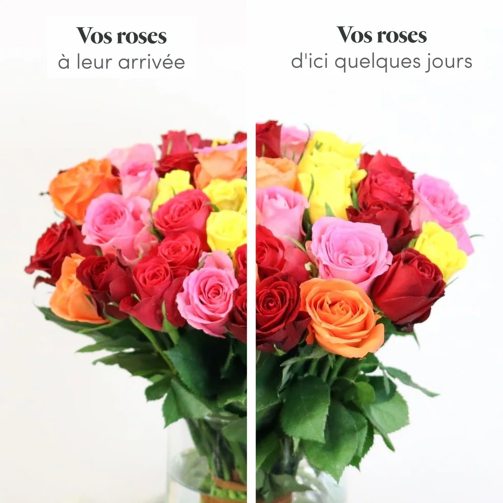 Bouquet de Roses Multicolores Max Havelaar Commerce Équitable 40 Tiges
