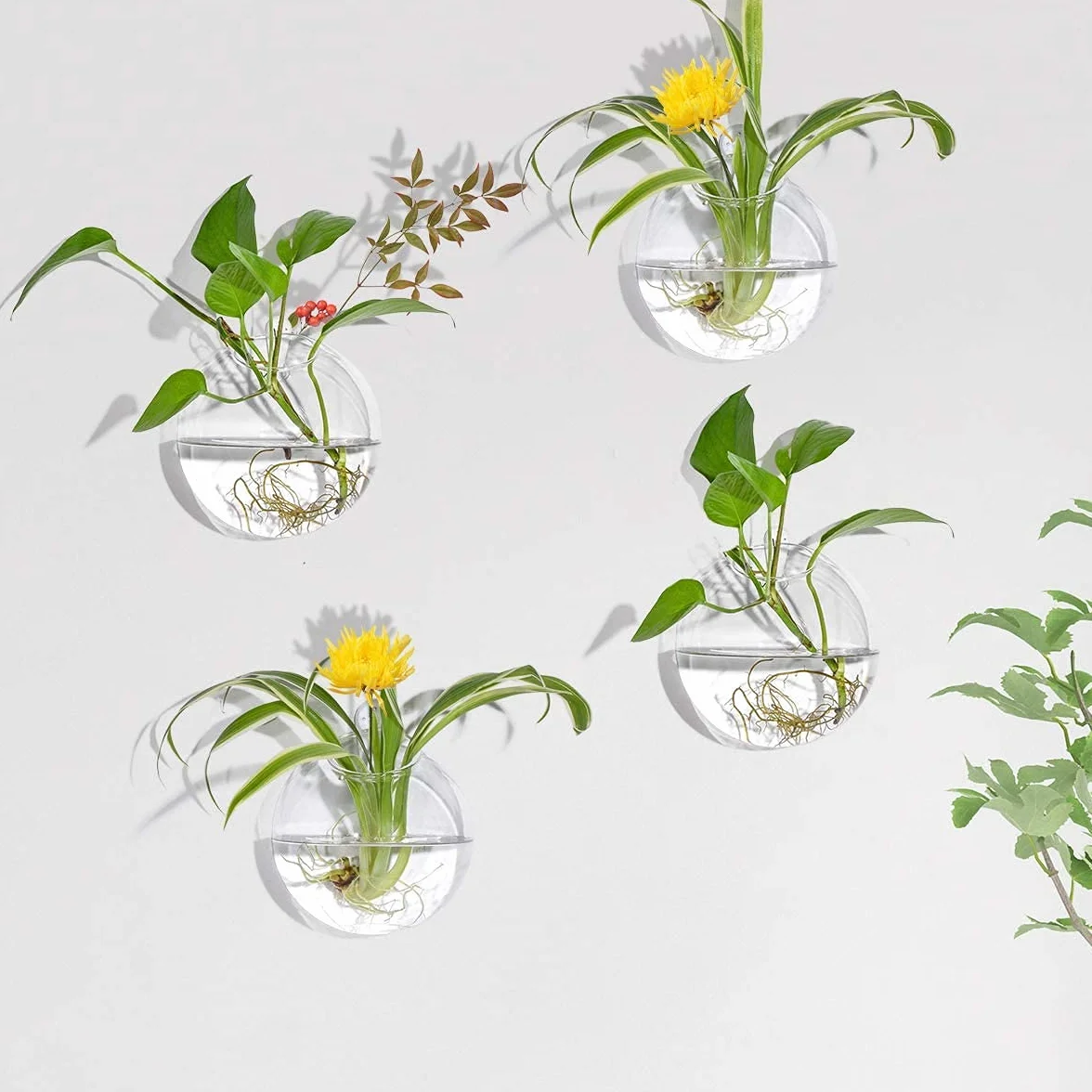 Lot de 4 Pots de Fleurs Muraux en Verre Transparent pour Plantes Aériennes, Tillandsia - Décoration Murale