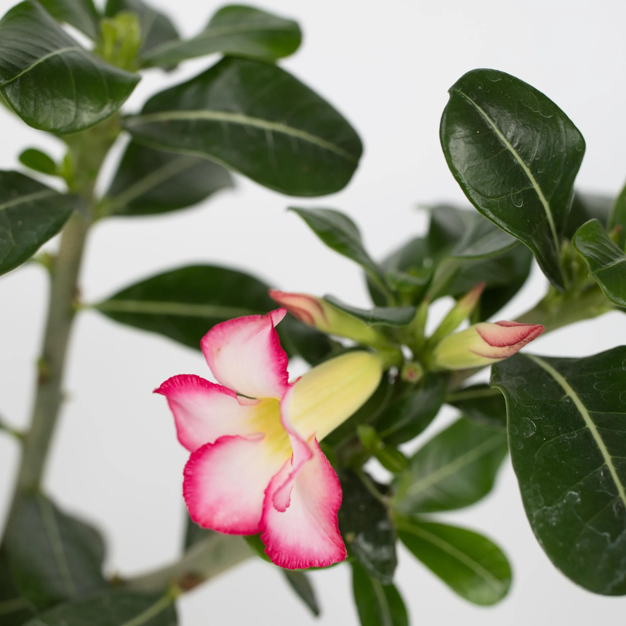 Adenium Obesum 'Étoile rose' Set de 2 - Rose du désert - Plante exotique - Pot 13cm 30-45cm