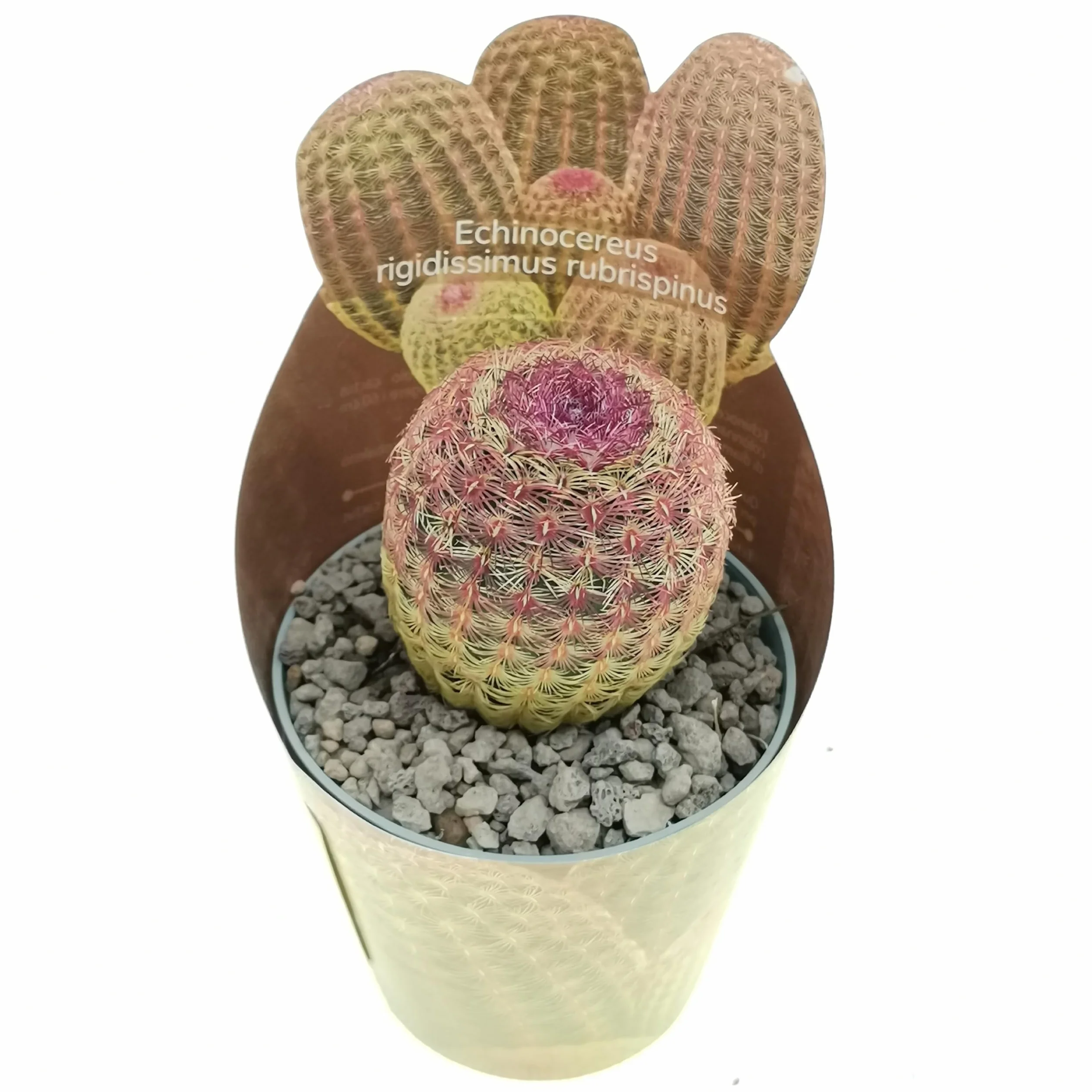 3 plantes succulentes réelles en pots diam. 6,5 cm – Cactus mix