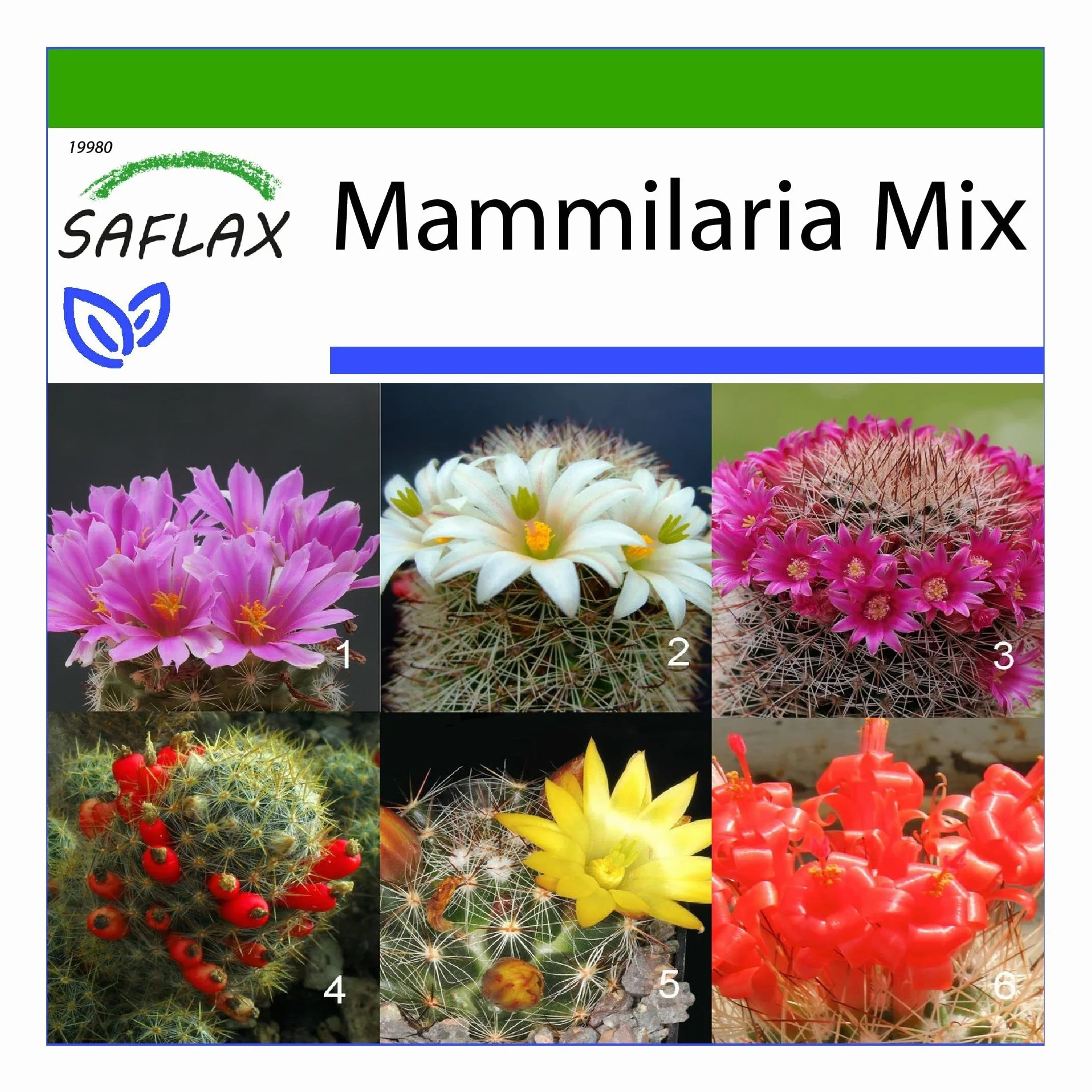 Mélange de Mammillaria - 40 graines - Avec substrat - Mammilaria Mix