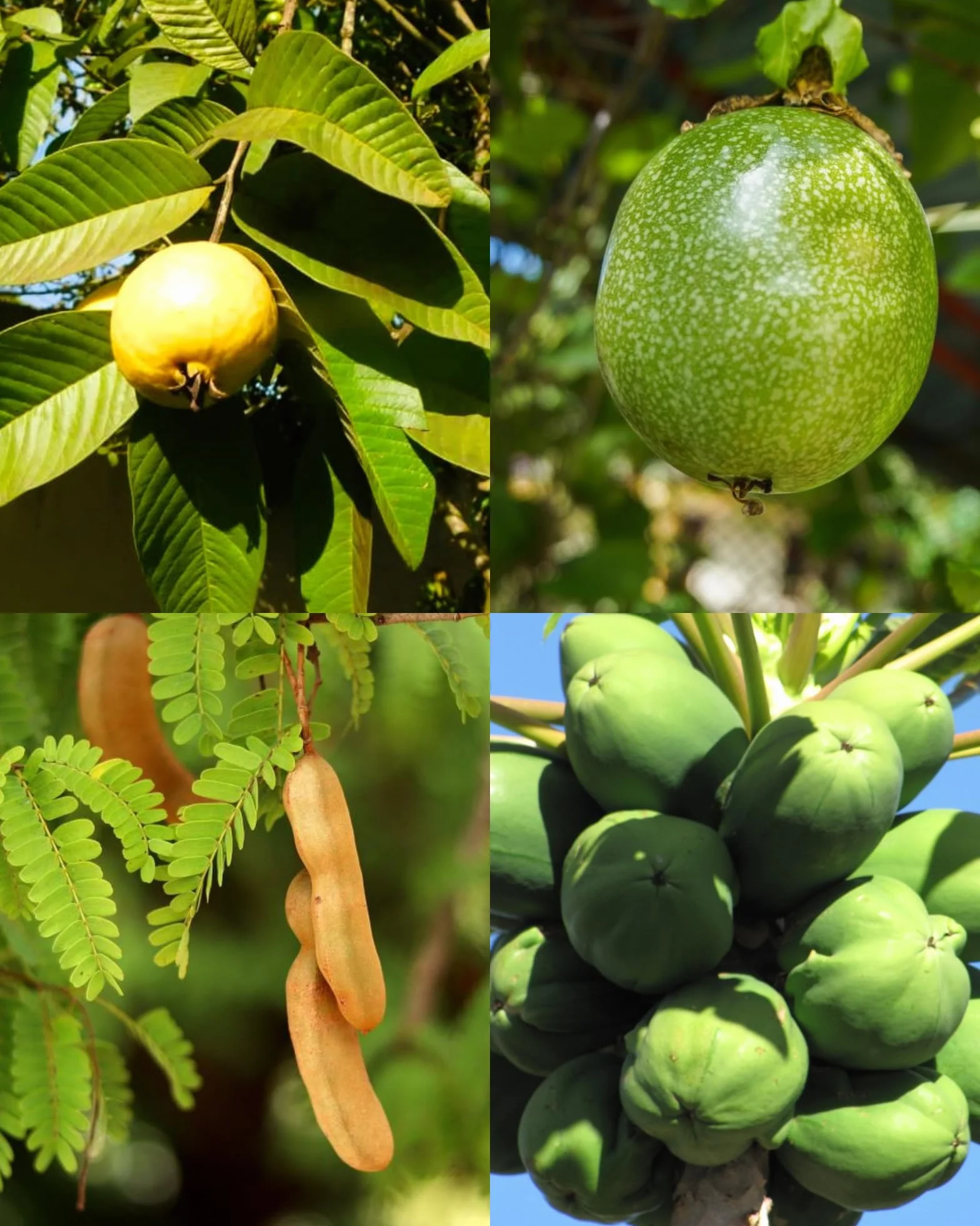 Lot de graines d'arbres fruitiers tropicaux Papaye Fruit de la passion Goyave Tamarindier