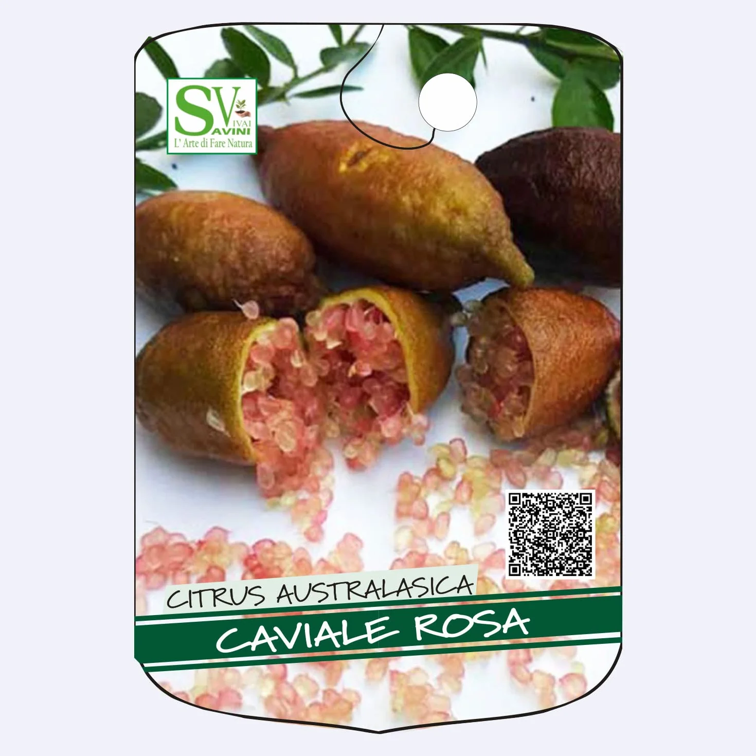 SAVINI VIVAI Citronnier Caviar Rose Agrume Tilleul 20 cm 50-70 cm 2 Ans Greffe