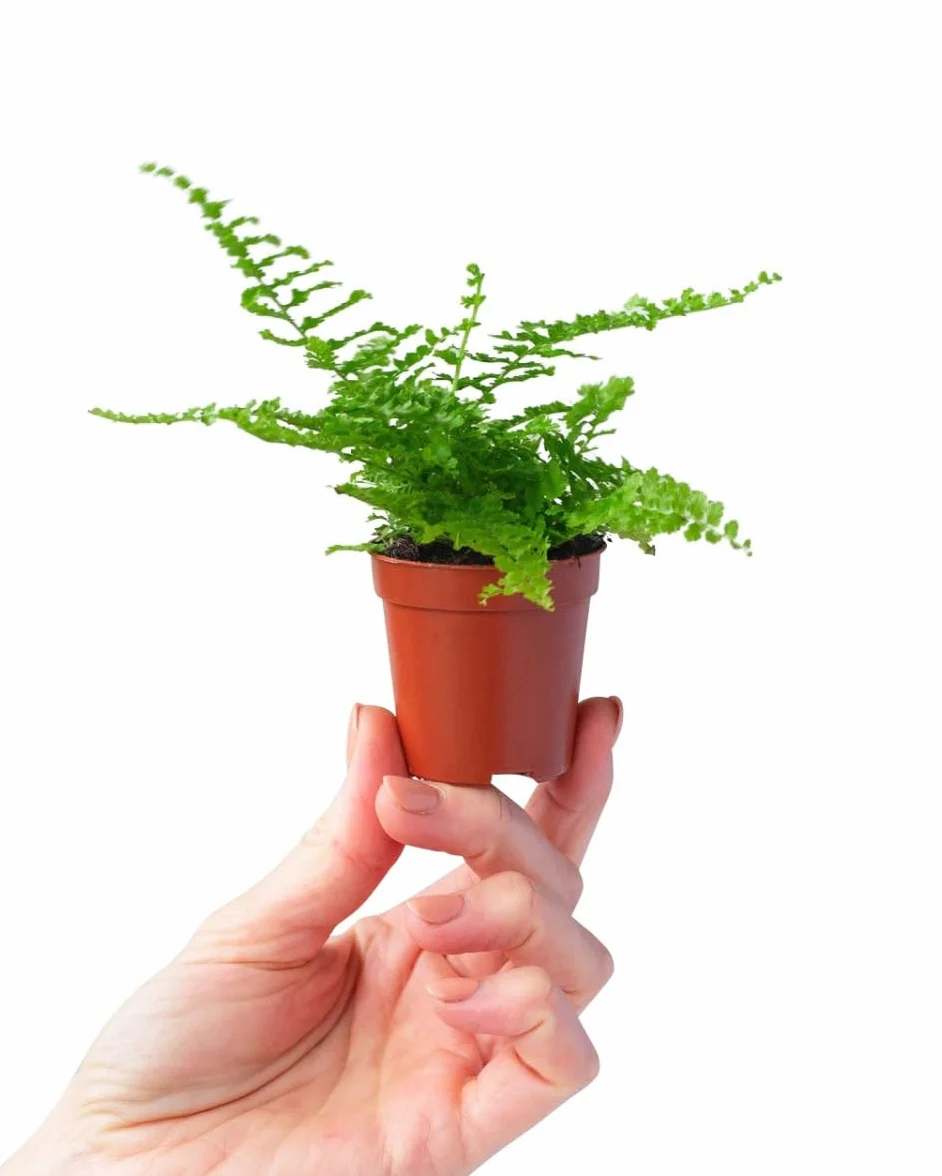 Nephrolepis Green Fantasy Baby Plante d'intérieur Fougère épée Pot 6cm Hauteur 10cm