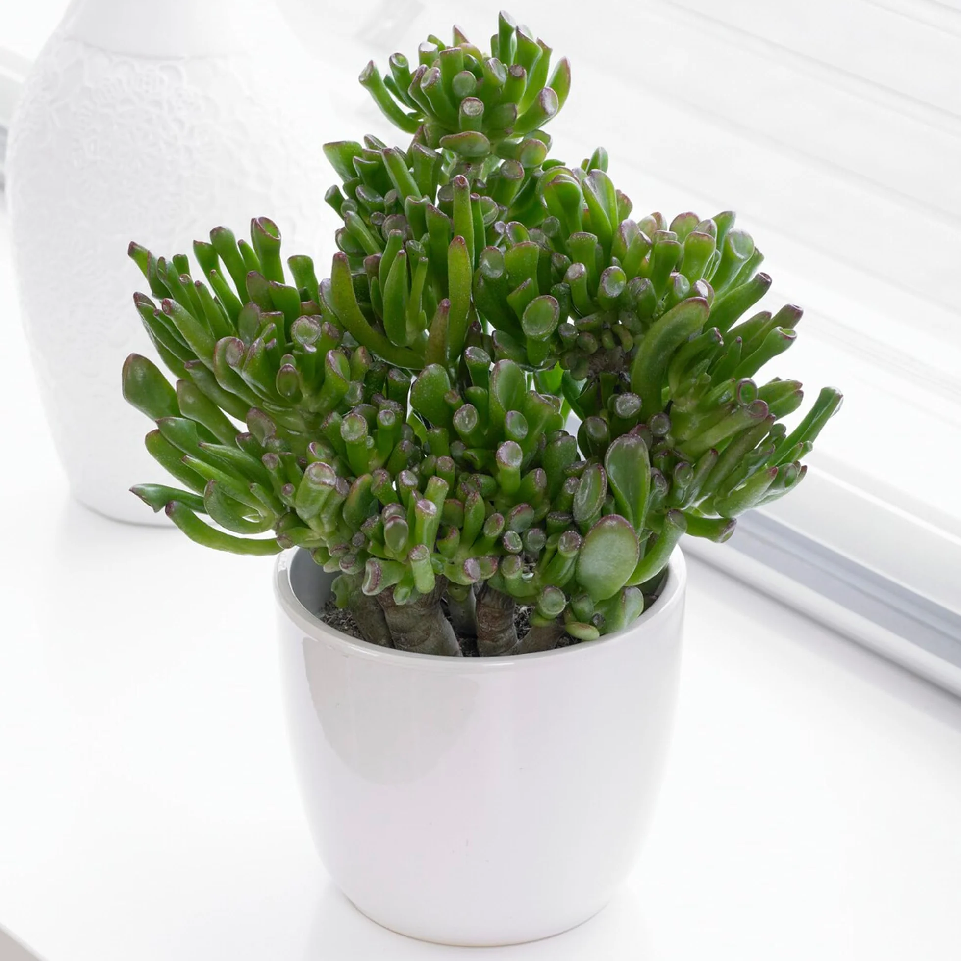 Crassula ovata Plante Jade succulente Crassula Hobbit 20-25 cm
