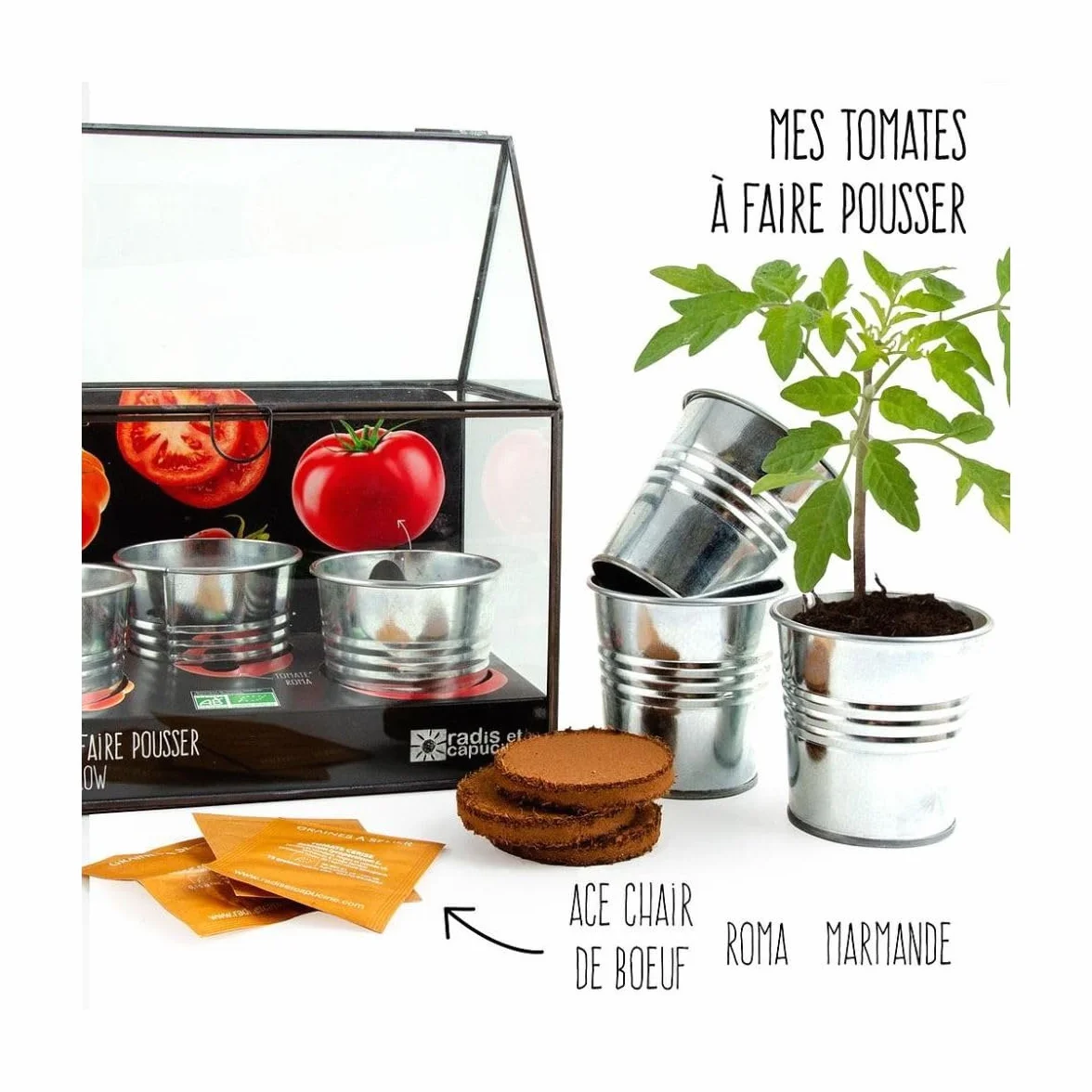 Serre avec châssis zinc noir Tomates bio 3 pots