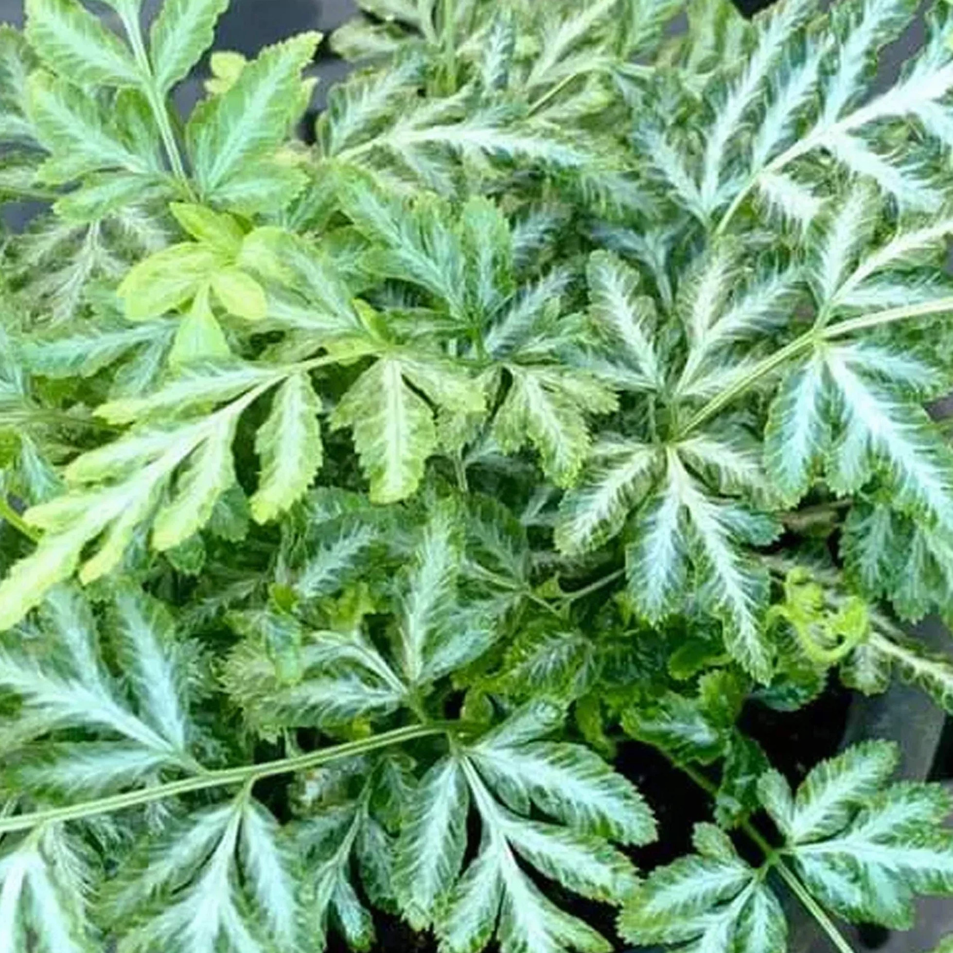 Pteris Evergemiensis Fougère Plante d’intérieur 25-35 cm en pot