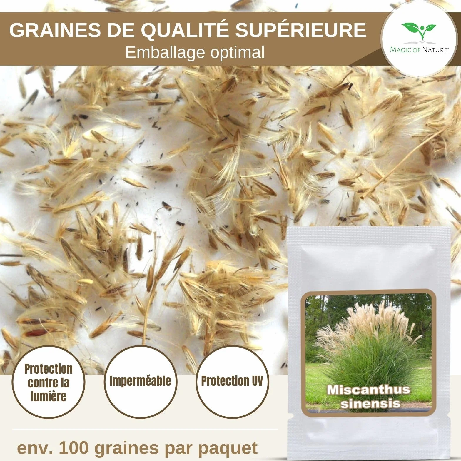 Magic of Nature Graines de Roseau de Chine Géant Miscanthus sinensis Plume d'Argent Graminée Rustique 100 pcs