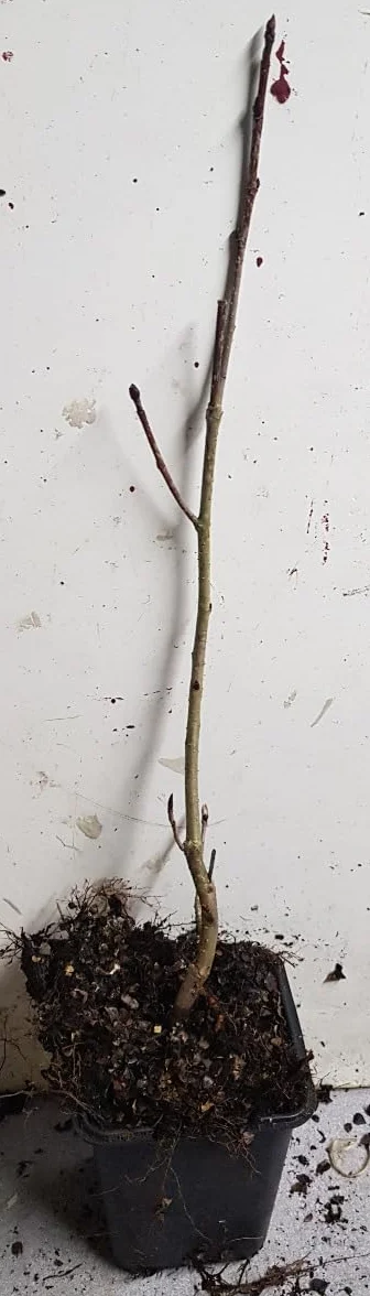 Aronia prunifolia 'Viking' Aronie à gros fruits Godet