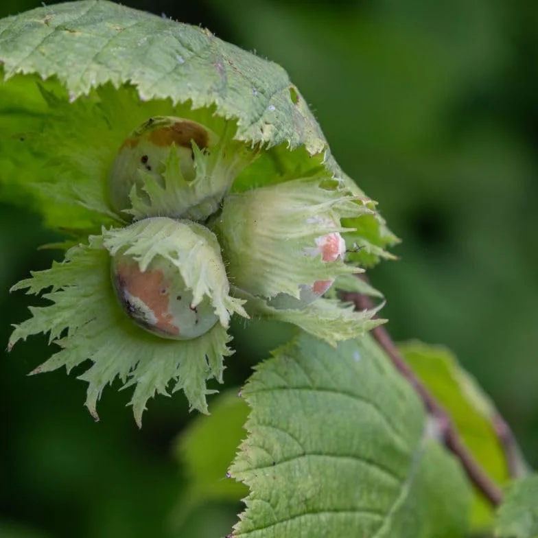 Corylus Avellana Noisetier Commun 100/120 cm Pot 3l Plante En Pot Floraison Février Mars Soleil Mi-ombre