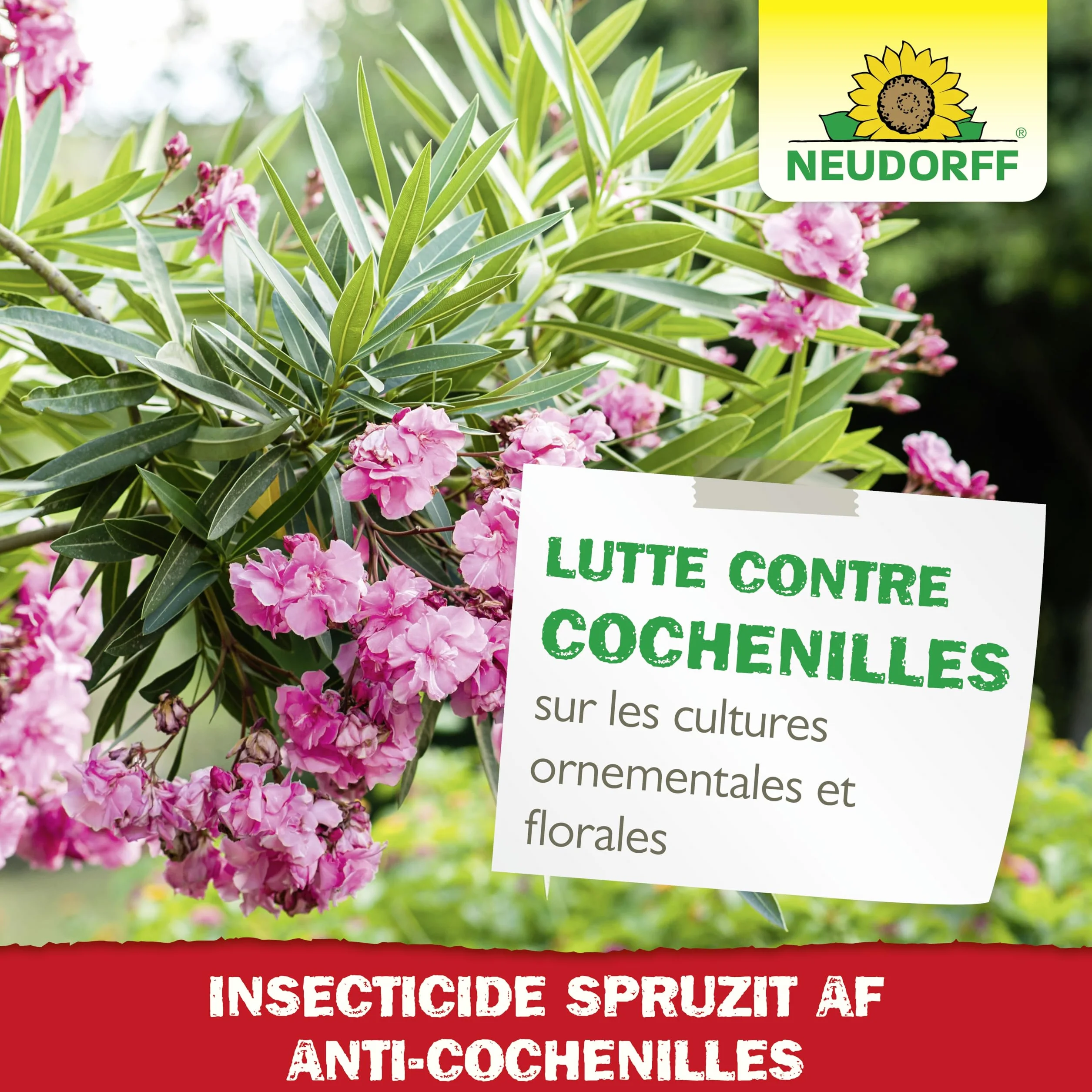 Neudorff Insecticide Spruzit Anti cochenille AF Spray 750 ml – Traite les cochenilles et pucerons sur plantes ornementales et fleurs