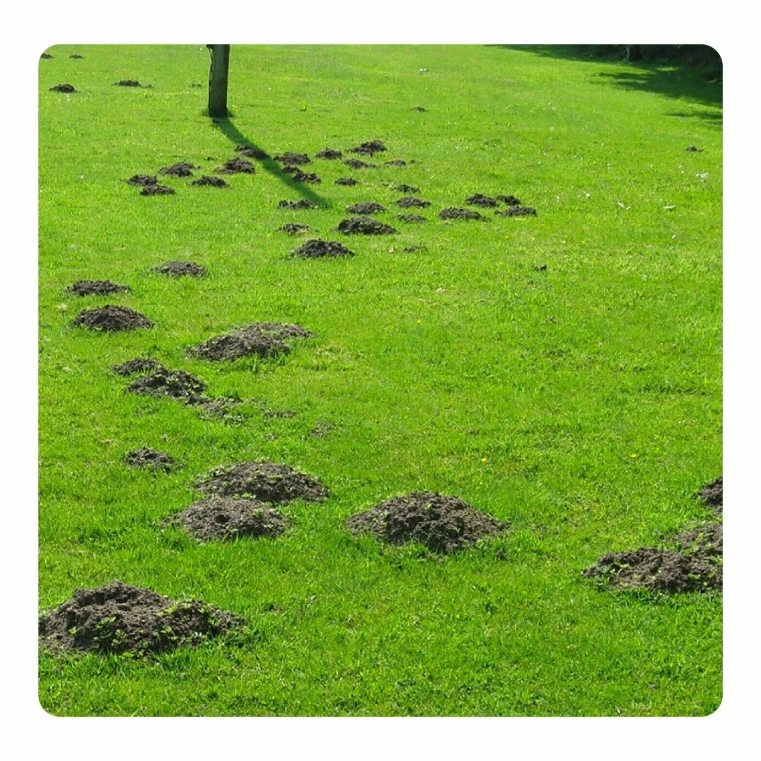 ZAPI Cartouches fumigènes pour tunnels de taupes 12 PCS