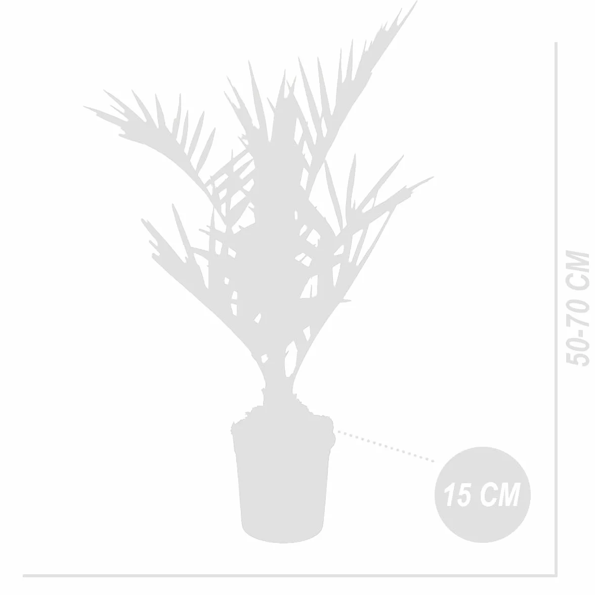Bloomique Phoenix Canariensis Palmier dattier des Canaries 50-70 cm Pot 15 cm