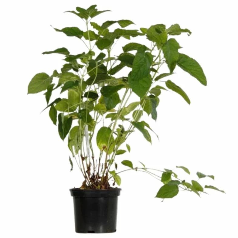 Hydrangea Arb Annabelle 40/50 cm Pot 3L Floraison Été Hauteur 1-1,5 m