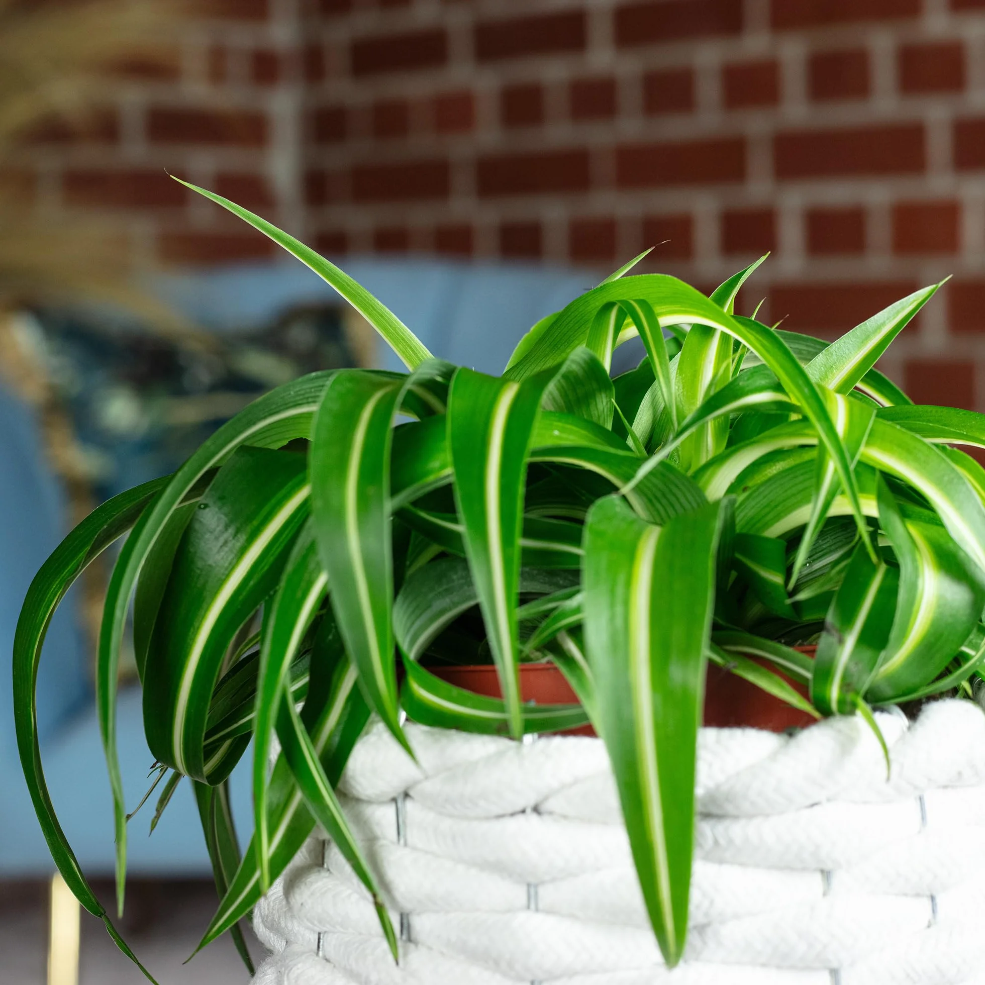 Plante-araignée 'Bonnie' Chlorophytum Comosum Hauteur 25 cm Pot Ø 12 cm