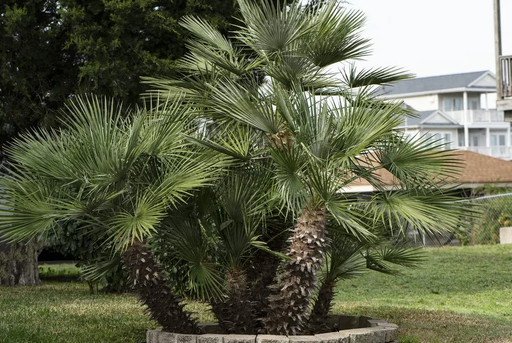 Chamaerops Humilis Palmier nain européen rustique Hauteur 40-50 cm Pot 15 cm