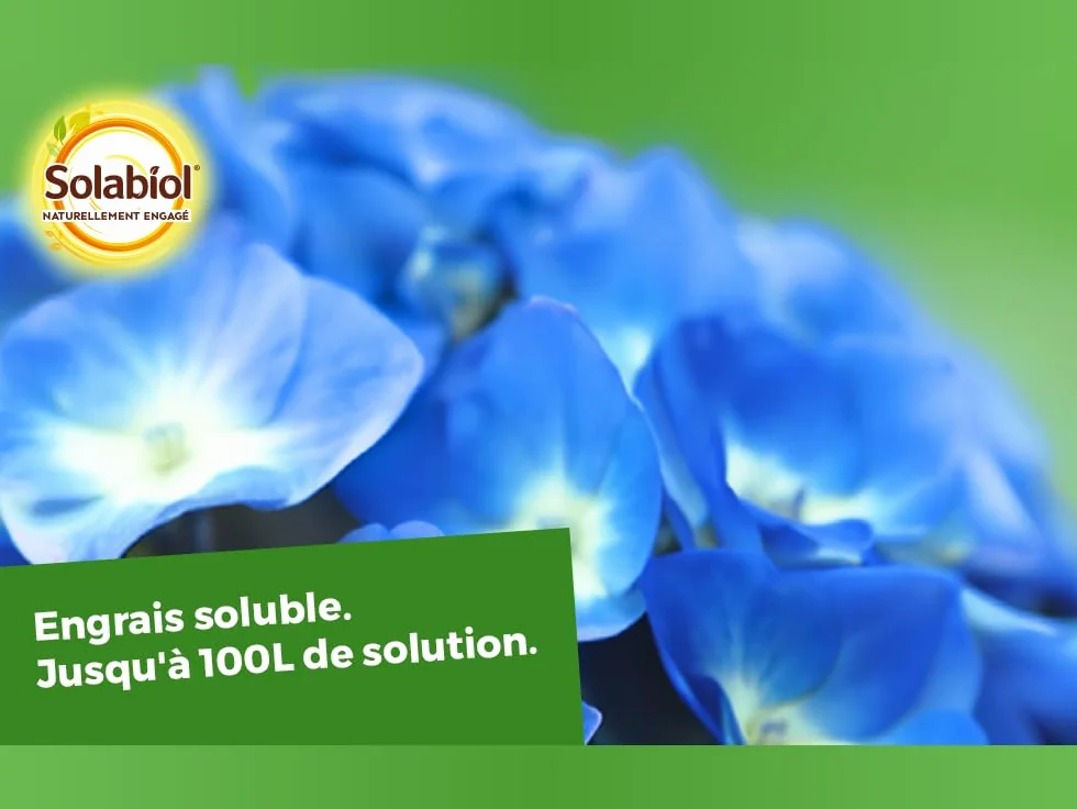 SOLABIOL Engrais Bleu De France 500g Spécial Hortensias Bleu Engrais Soluble Formule Concentrée