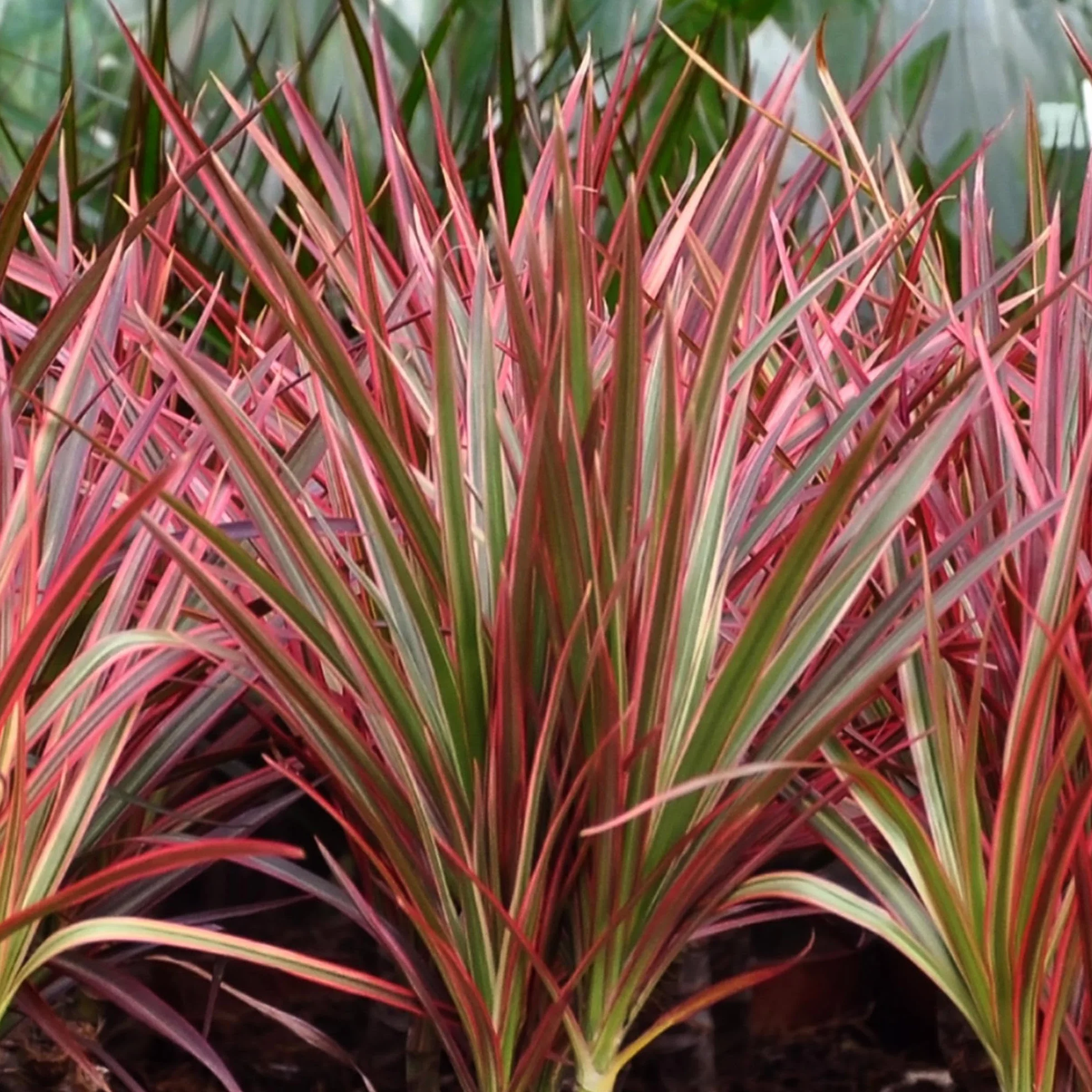 Dracaena Magenta Plante d'intérieur Arbre à sang de dragon Rouge Pot 17cm Hauteur 70-80cm