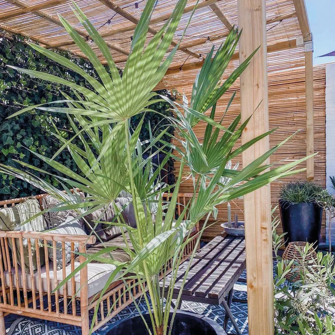 Chamaerops Humilis Palmier nain européen rustique Hauteur 40-50 cm Pot 15 cm