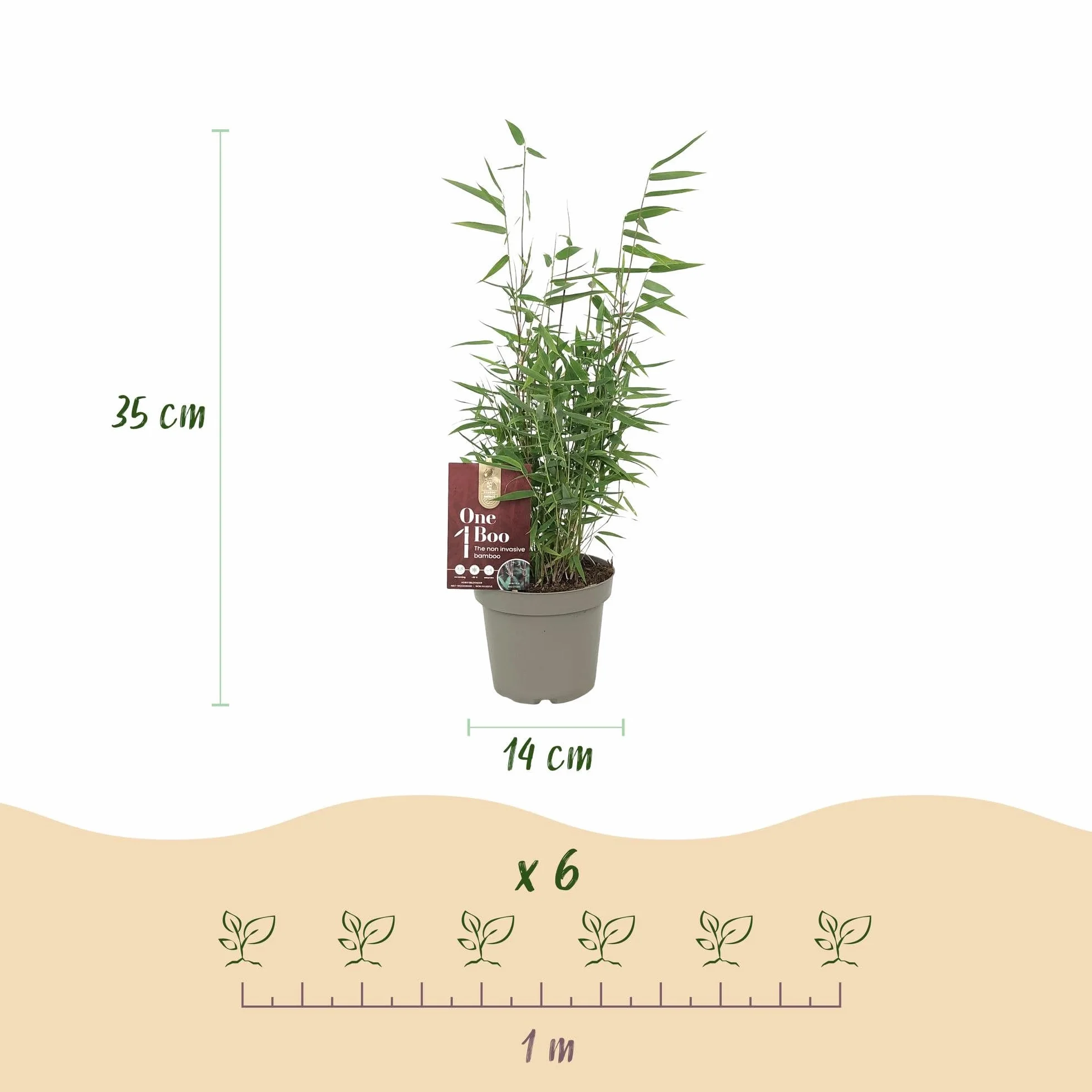 Bambou Fargesia Red Dragon Vert 18 Plantes Pot 14cm Hauteur 35cm