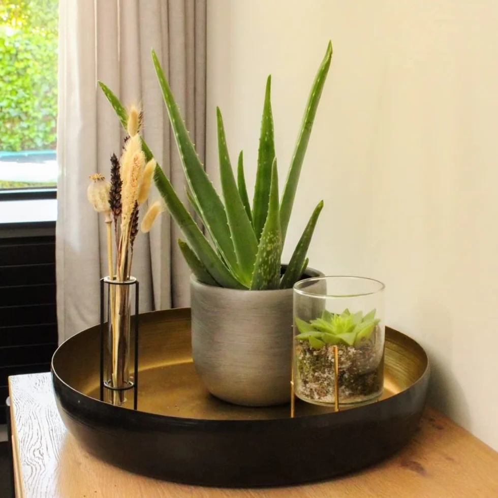 Aloe vera véritable en pot Ø 10,5 cm - Hauteur 35-40 cm plante médicinale succulente