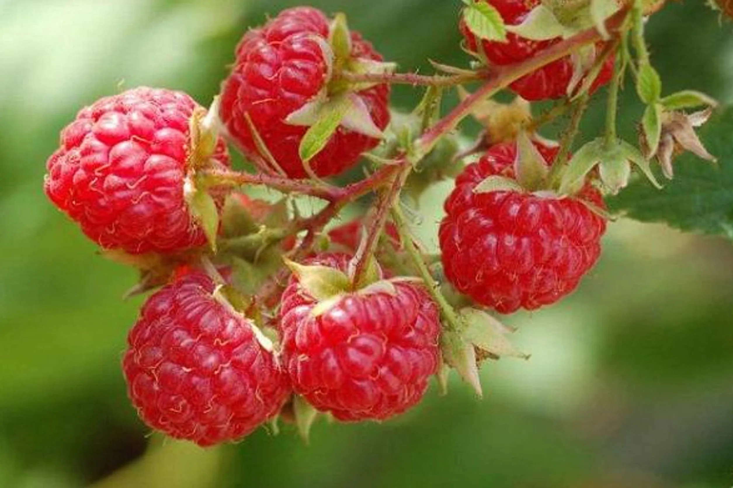 Graines de Framboise Sauvage - Fruit Rouge Jardin - Semences Paysannes Reproductibles
