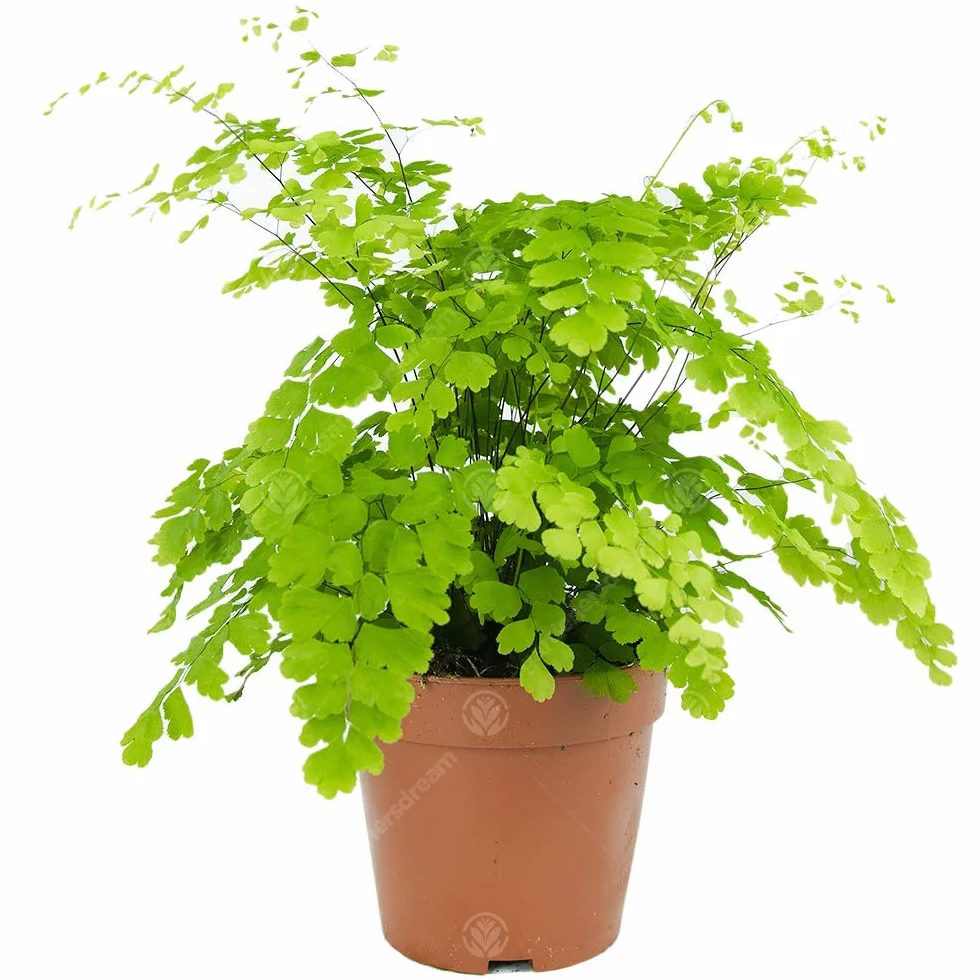 Adiantum raddianum Fragrans Fougère Cheveux de Vénus Plante d'Intérieur 12 cm