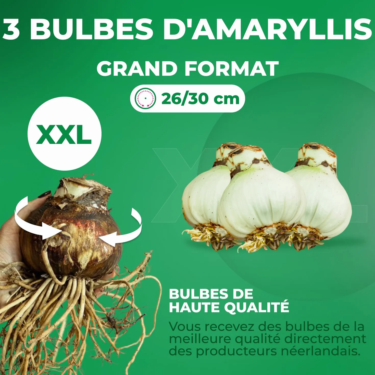 Amaryllis Bulbe Collection Farcis 3 pièces Bulbes à fleurs grand format 26/28 Hippeastrum Hollande