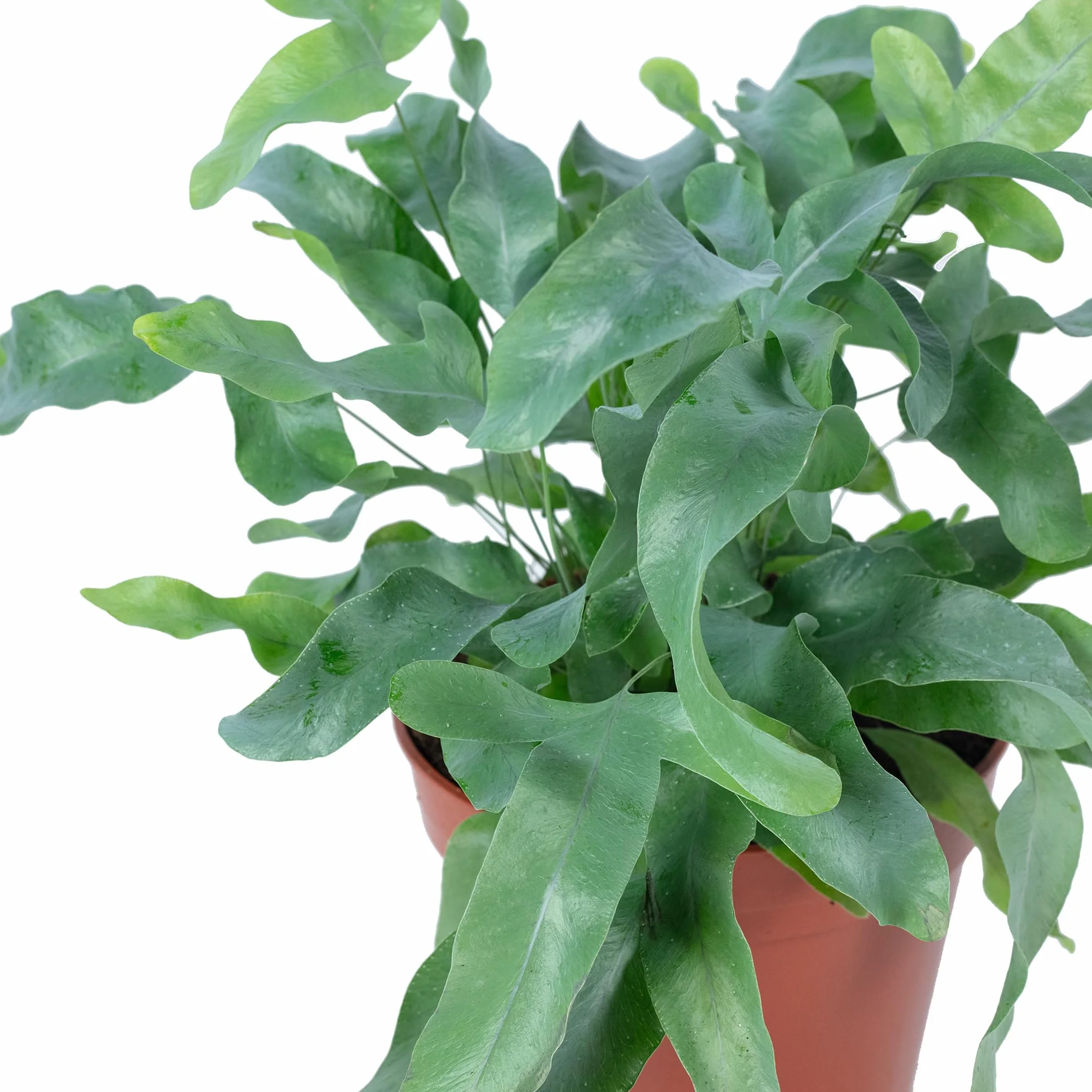 Phlebodium aureum Blue Star Fougère à tartelettes dorées plante d'intérieur 40 cm pot 14 cm