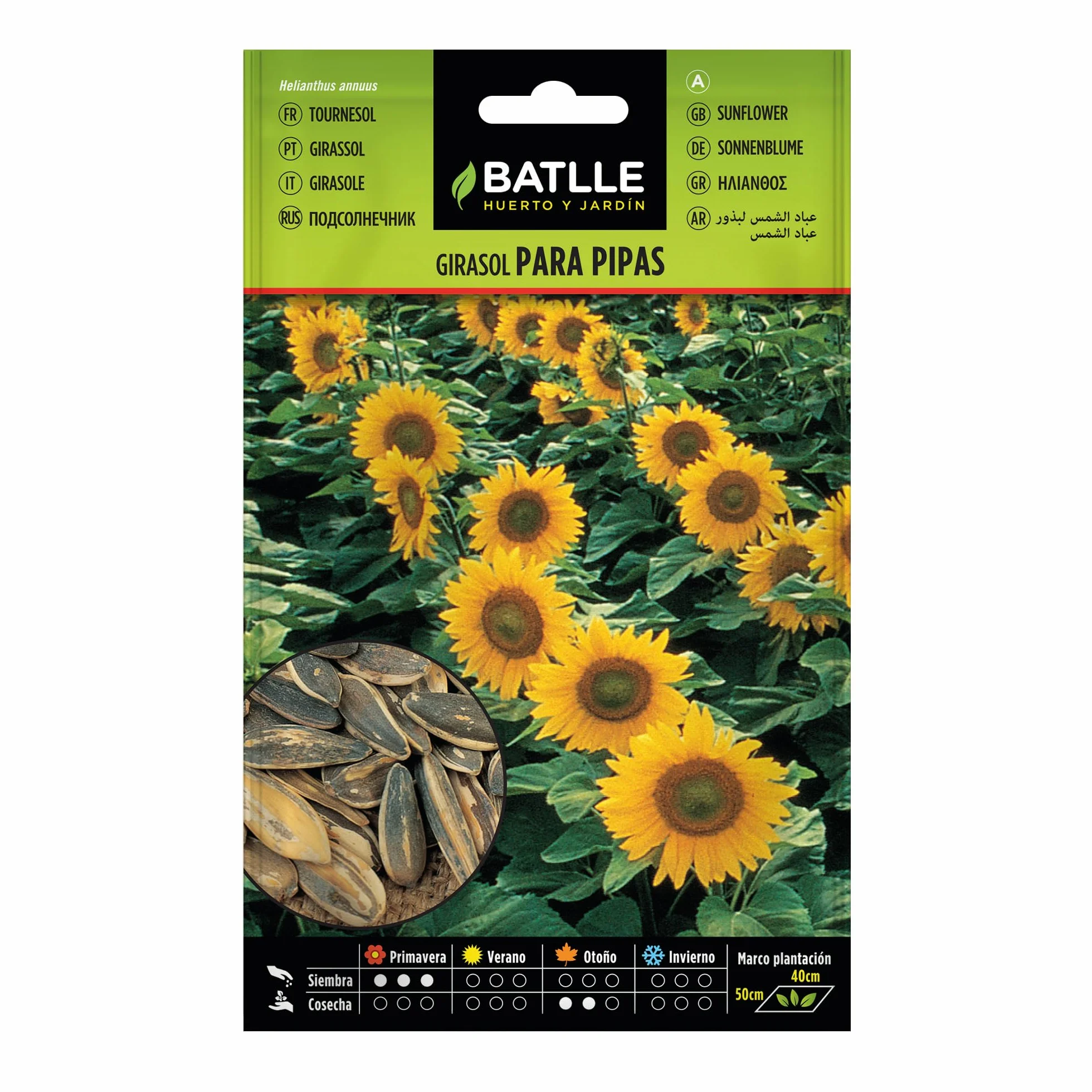 Batlle Graines Aromatiques Tournesol Blanche 30cm