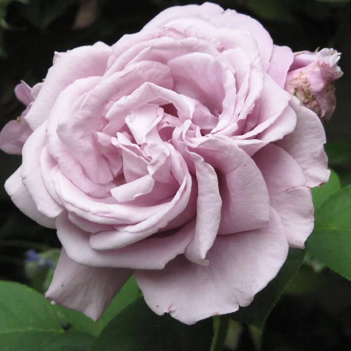 Rosa 'Waltz Time' Rosier à grandes fleurs violet 3,5L Conteneur