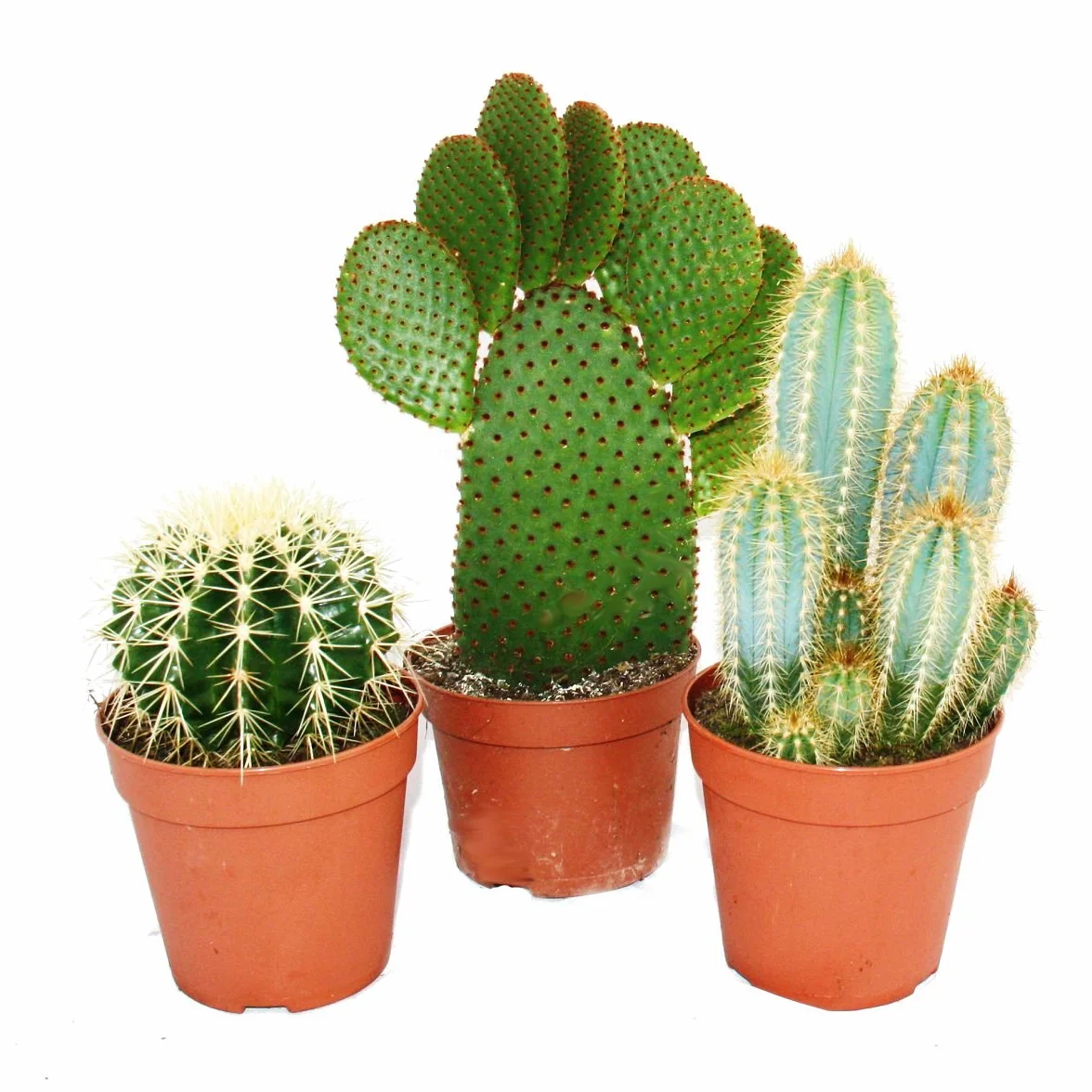 Exotenherz 3 cactus ensemble pot 12cm 15-28cm