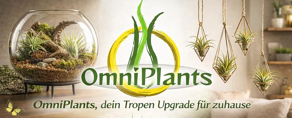 OmniPlants Tillandsia Luchtplanten Set van 10 - Zonder aarde