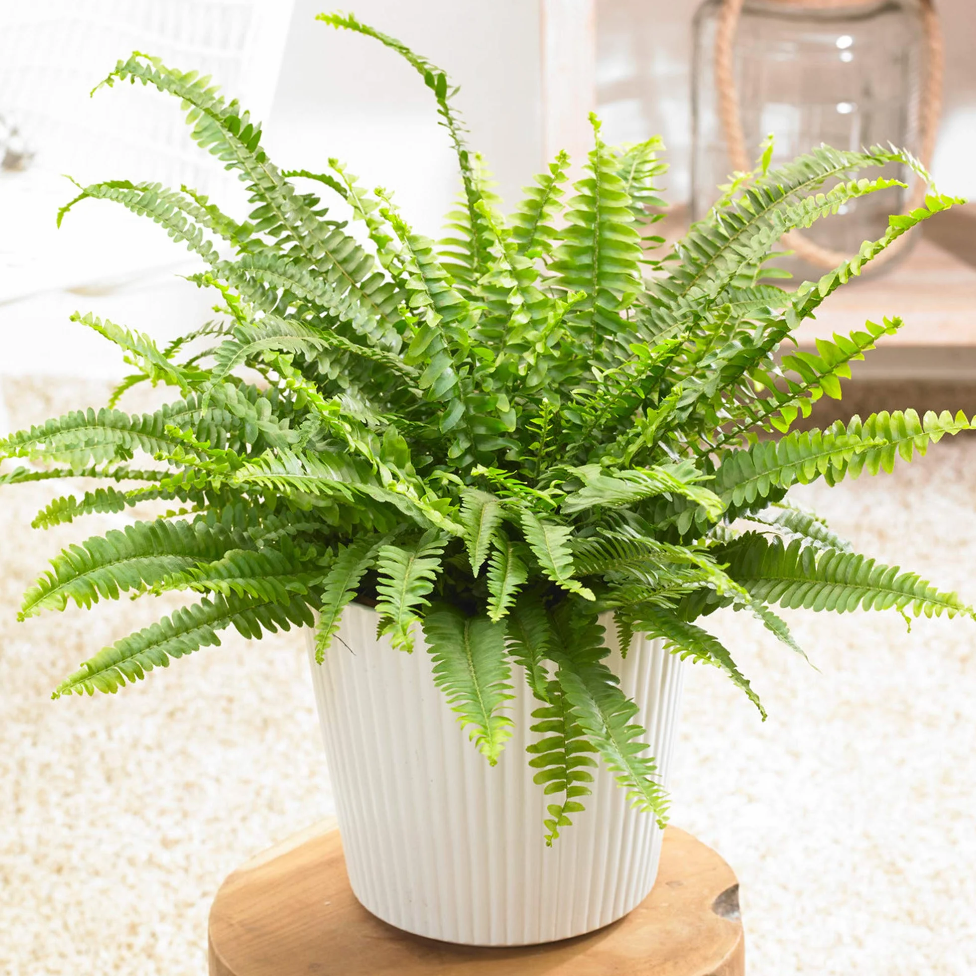 Nephrolepis Fougère de Boston Plante d'intérieur 25-35 cm avec pot