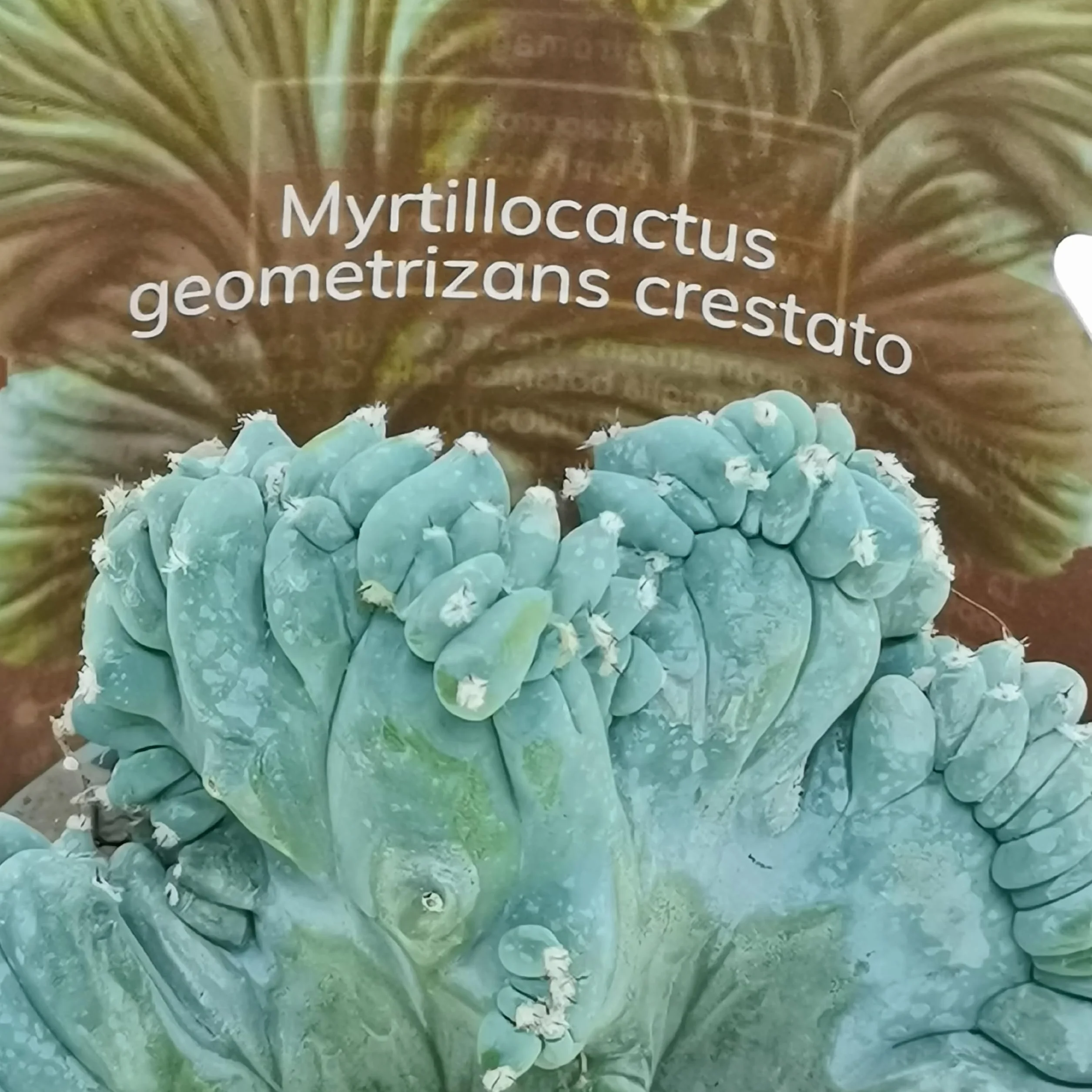 3 plantes succulentes réelles en pots diam. 6,5 cm – Cactus mix