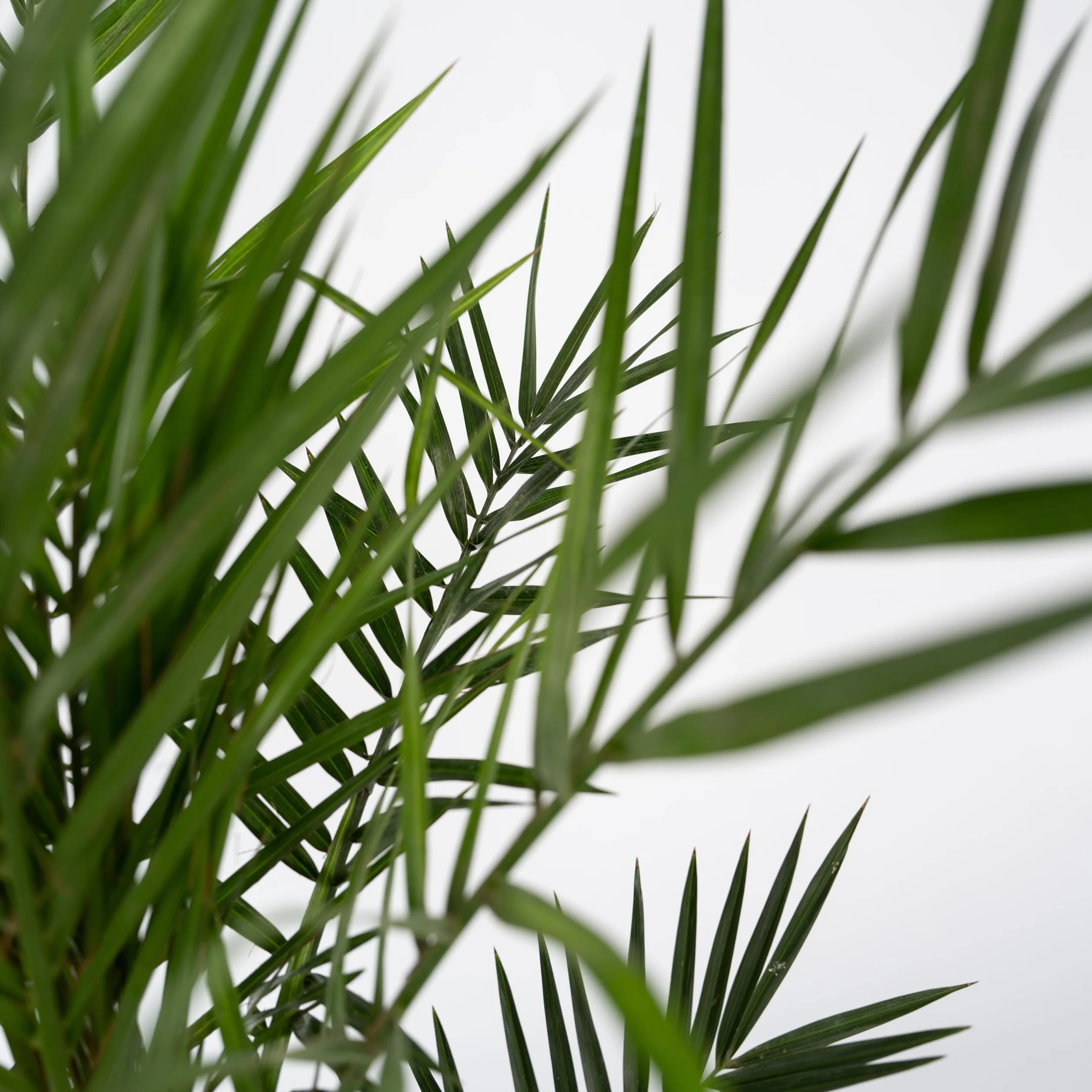 Plant in a Box Phoenix Canariensis Hauteur 80-100cm Palmier des Canaries Pot 19cm