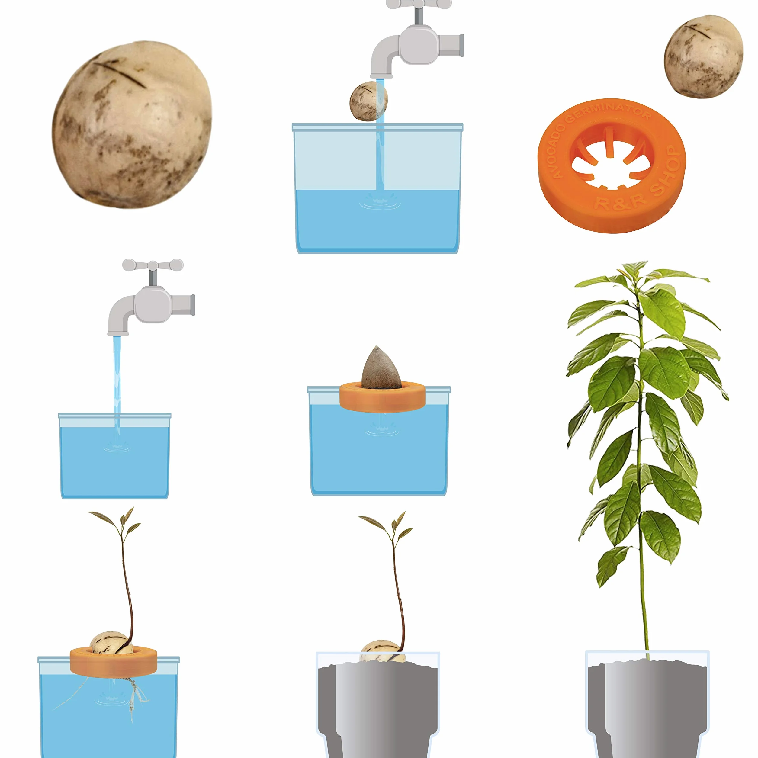 Kit de Germination d'Avocat Pot Flottant R&R SHOP 100% Plastique de maïs Vert