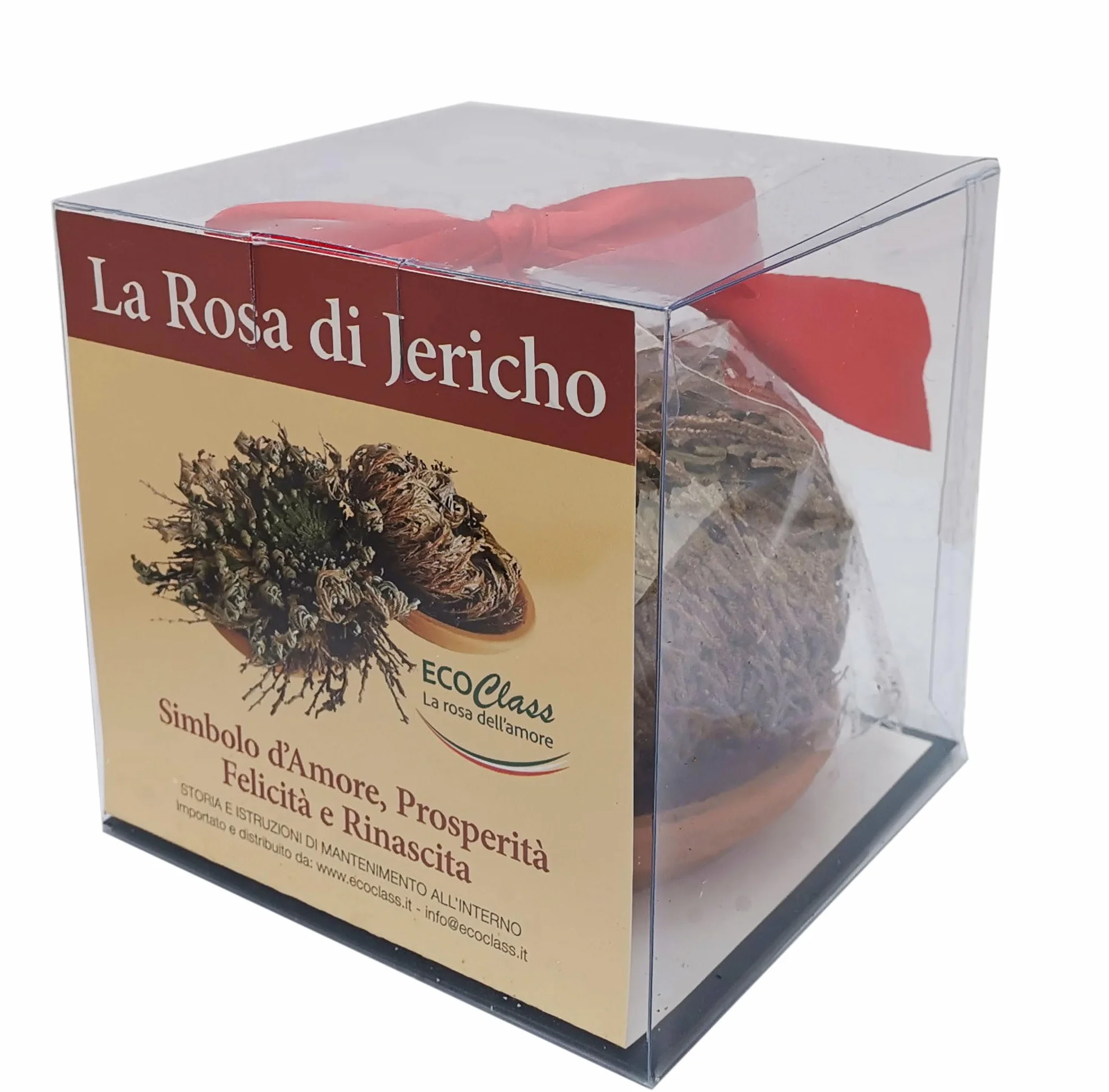 Rose de Jericho avec instructions d'entretien et explications historiques