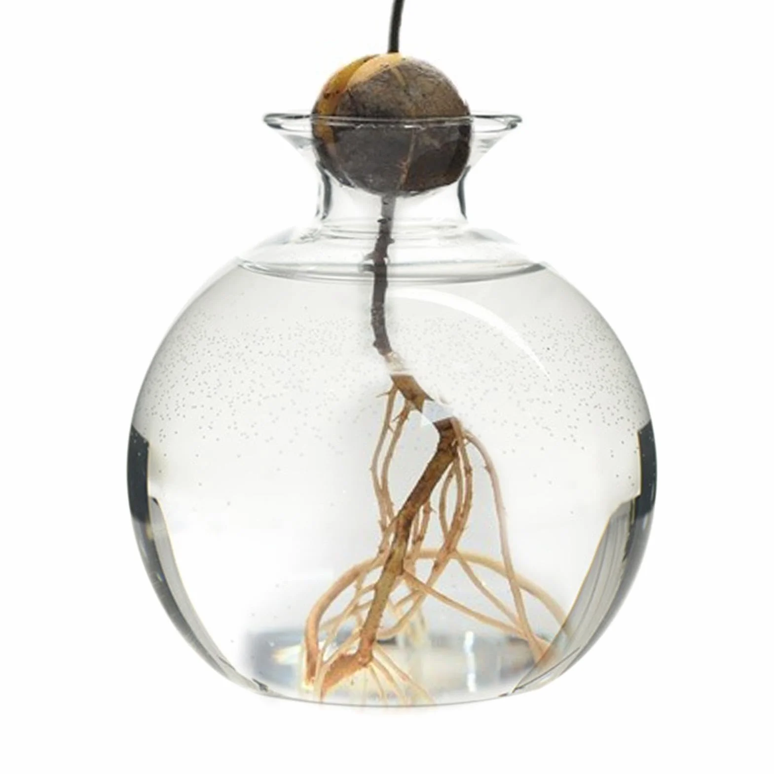 Vase en Verre pour Avocat Kit de Culture d'Avocat Pot pour Semences