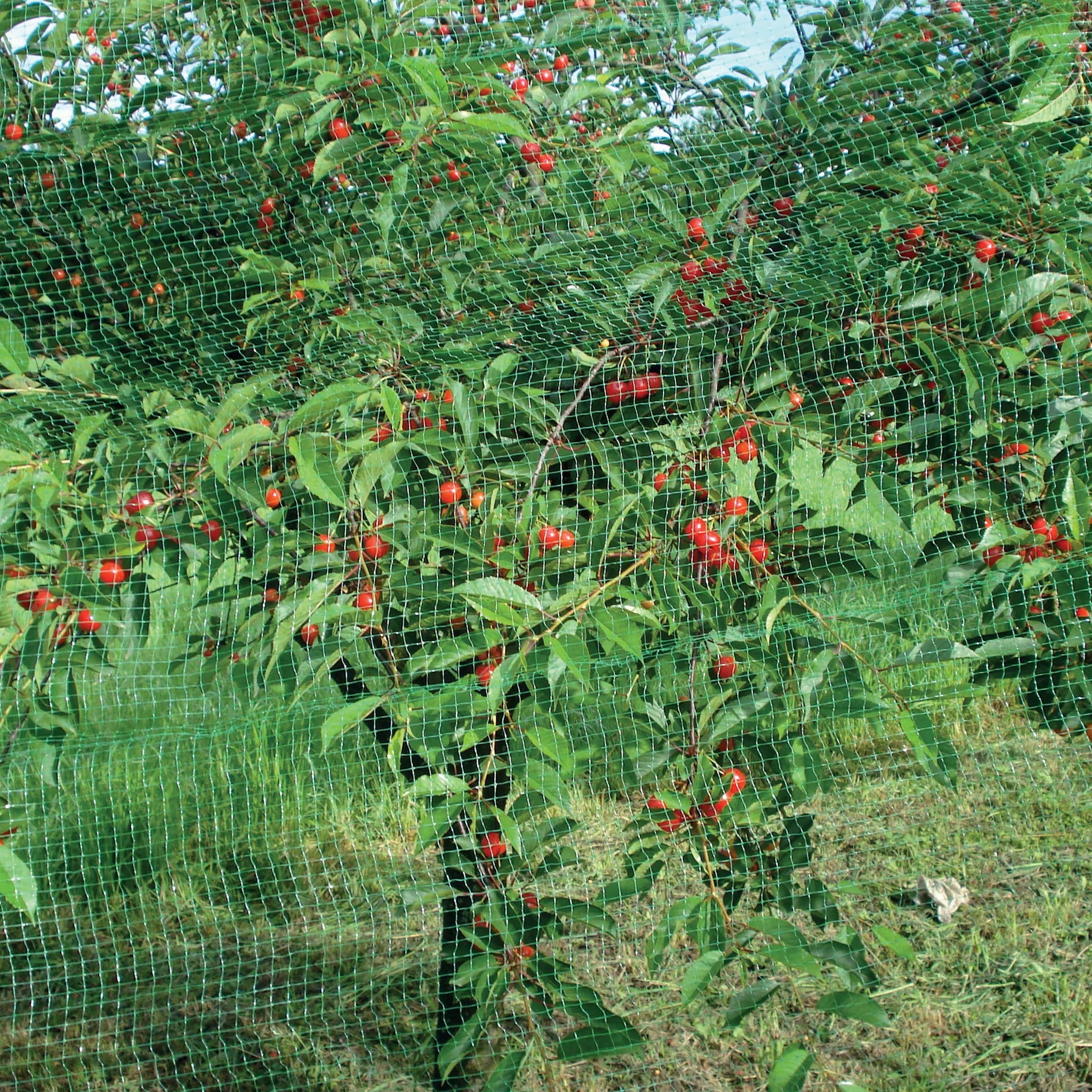 Tenax ORTOFLEX 4,00x5 m Vert Filet Anti-Oiseaux Protection Fruits Cultures