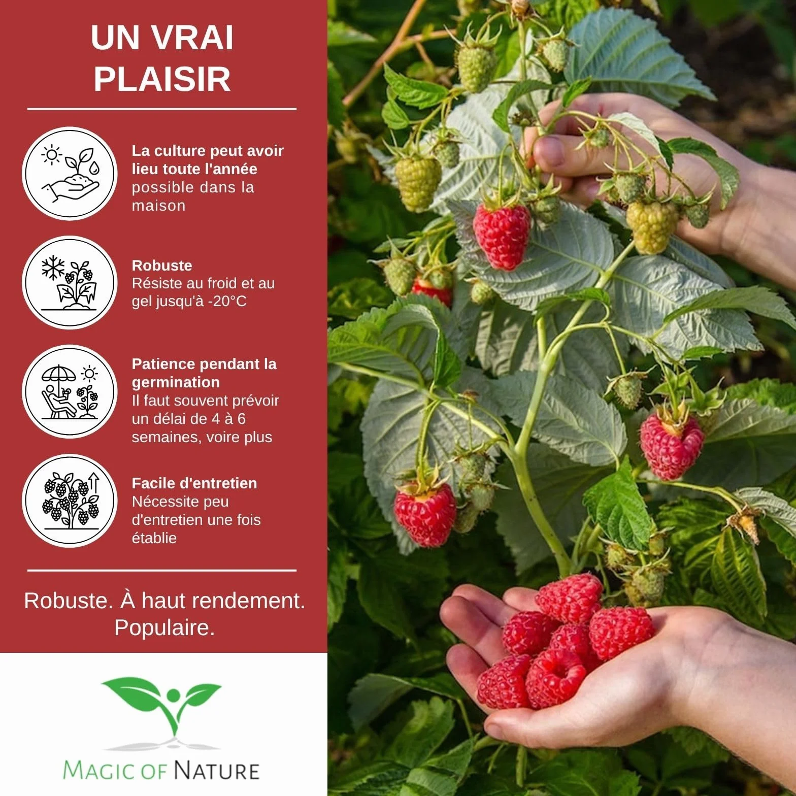 Graines de Framboisier Rouge Rubus idaeus Vivace 50 Pcs Rustique