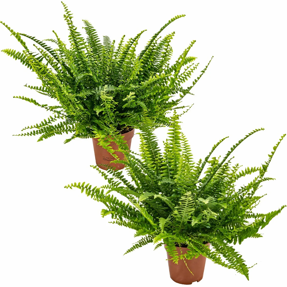 Bloomique Lot de 2 Nephrolepis Green Lady Fougère de Boston Plante d’intérieur Dépolluante Hauteur 20-30 cm Pot 12 cm