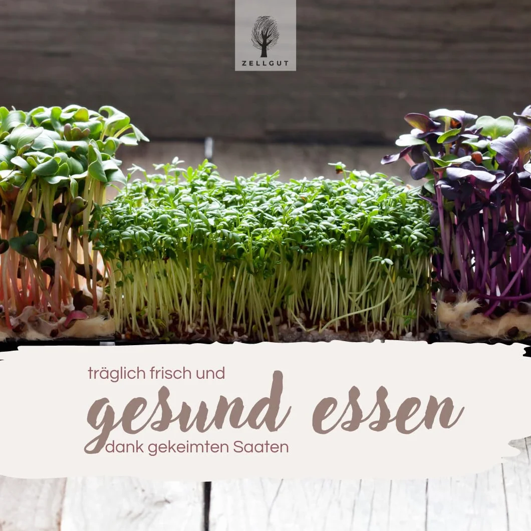 Passoire à Cresson Bac à Germination 12 cm Bol Céramique Tamis Acier Inoxydable Microgreens